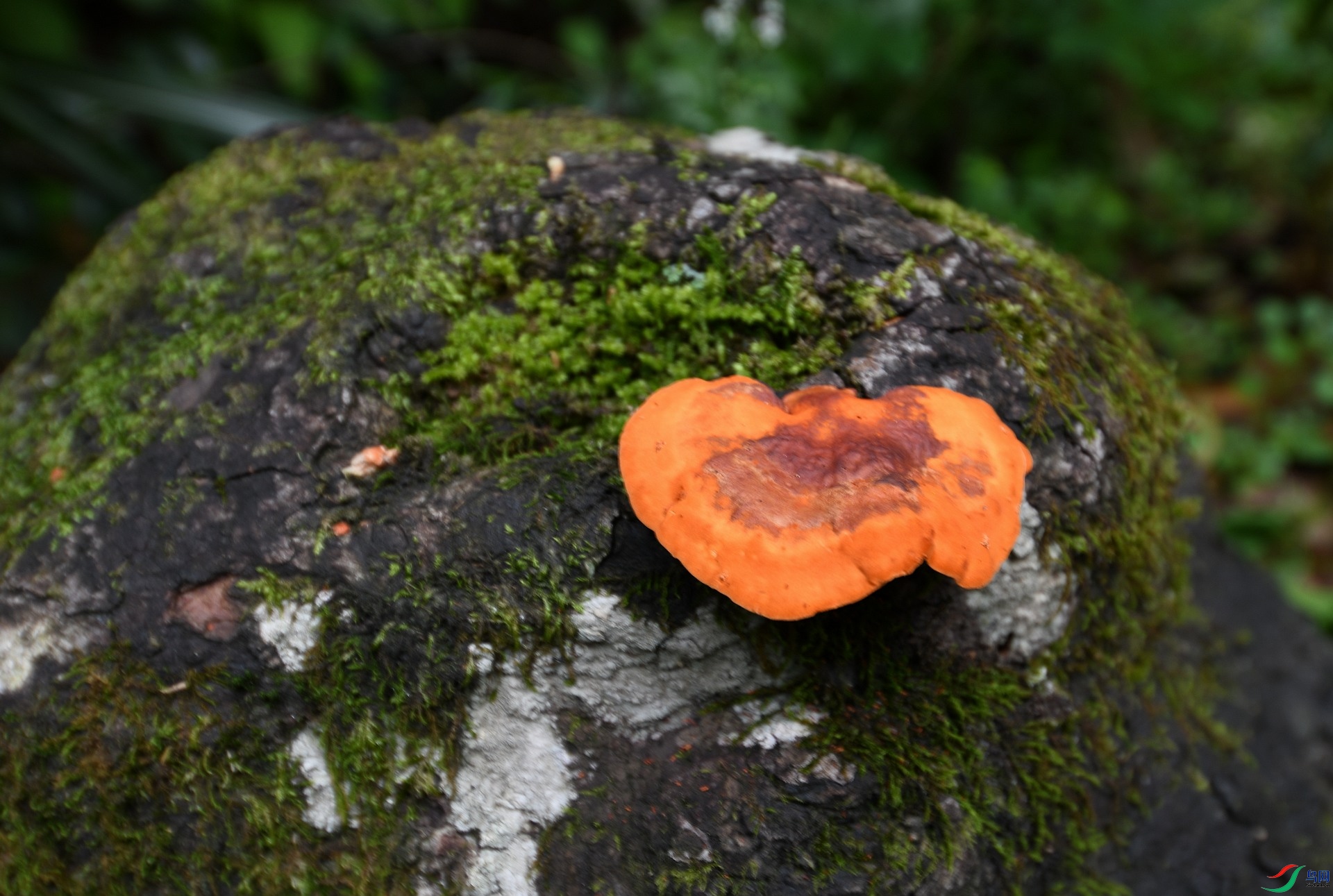 DSC_4761.jpg