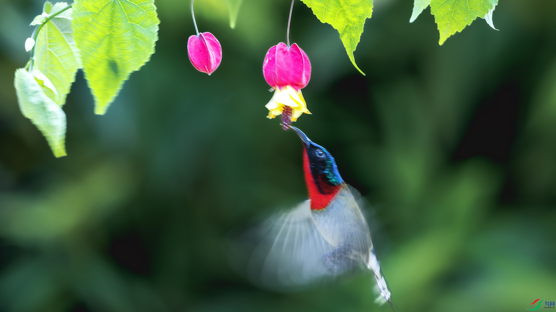 DSC_3603-����ǿ-NR ���� 2.jpg