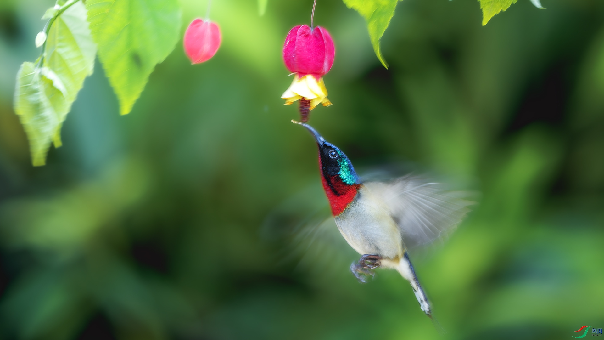 DSC_3605-����ǿ-NR ����.jpg