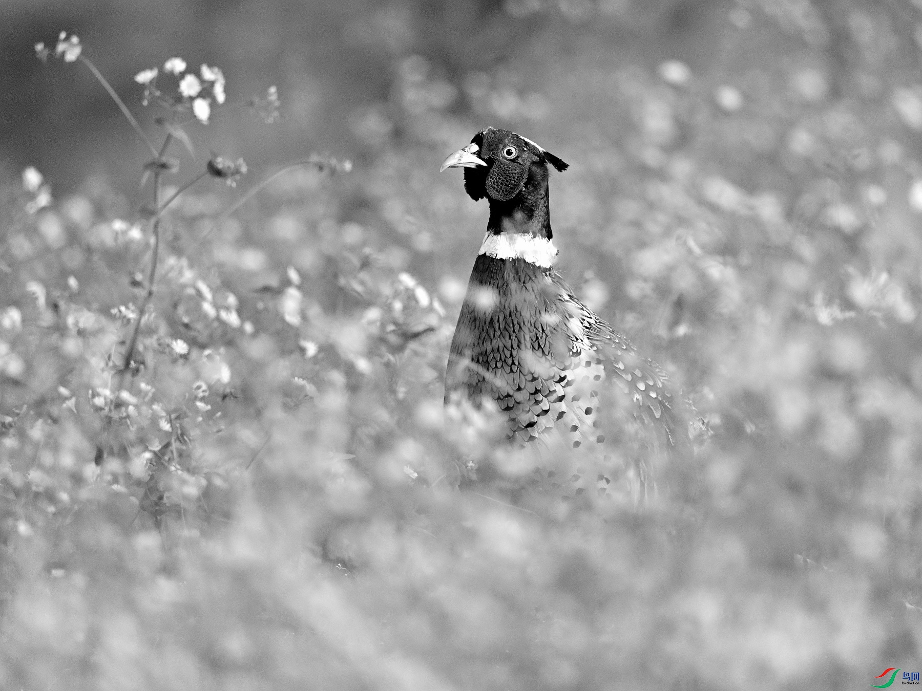 DSC_4082.JPG