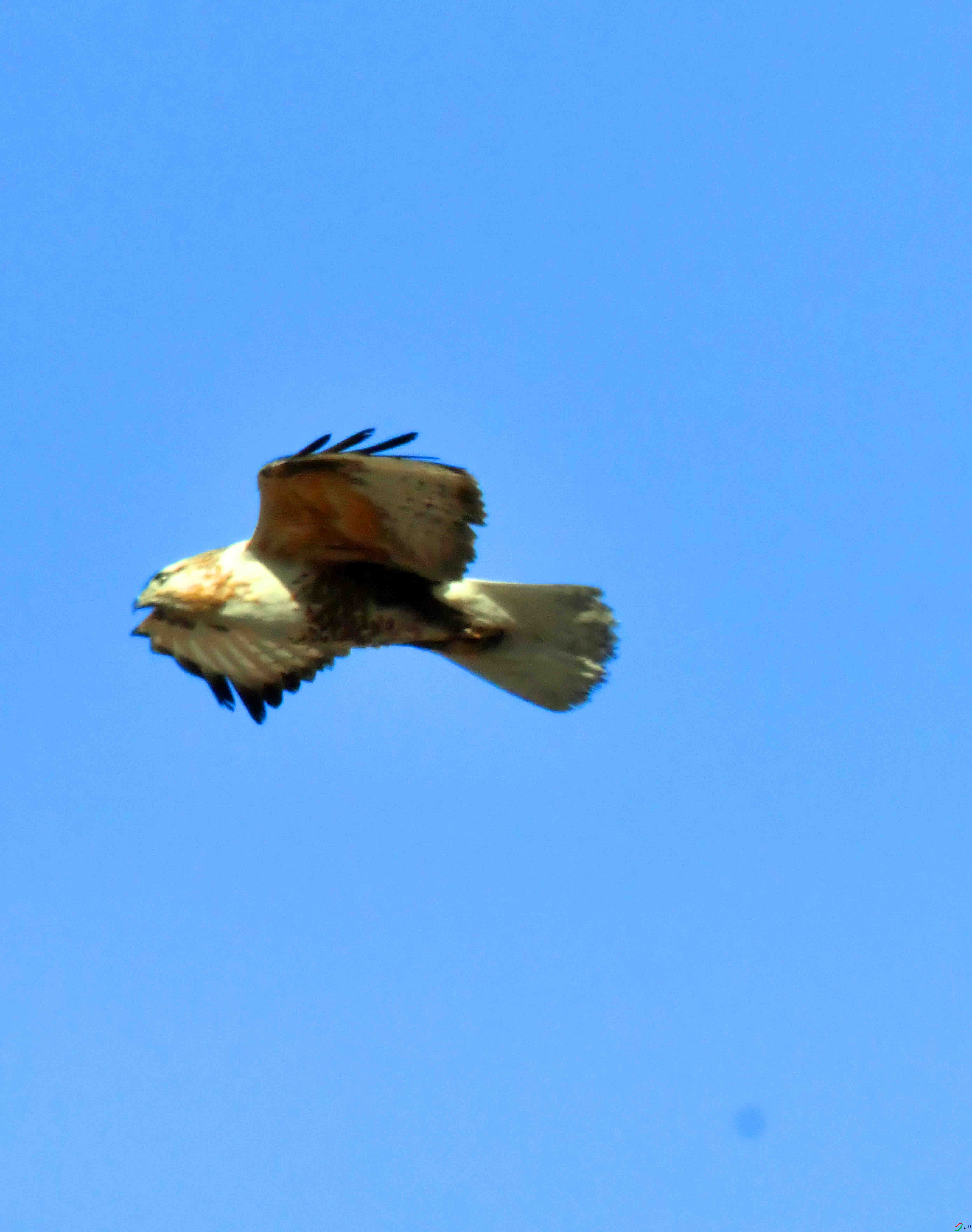 DSC_5242.JPG