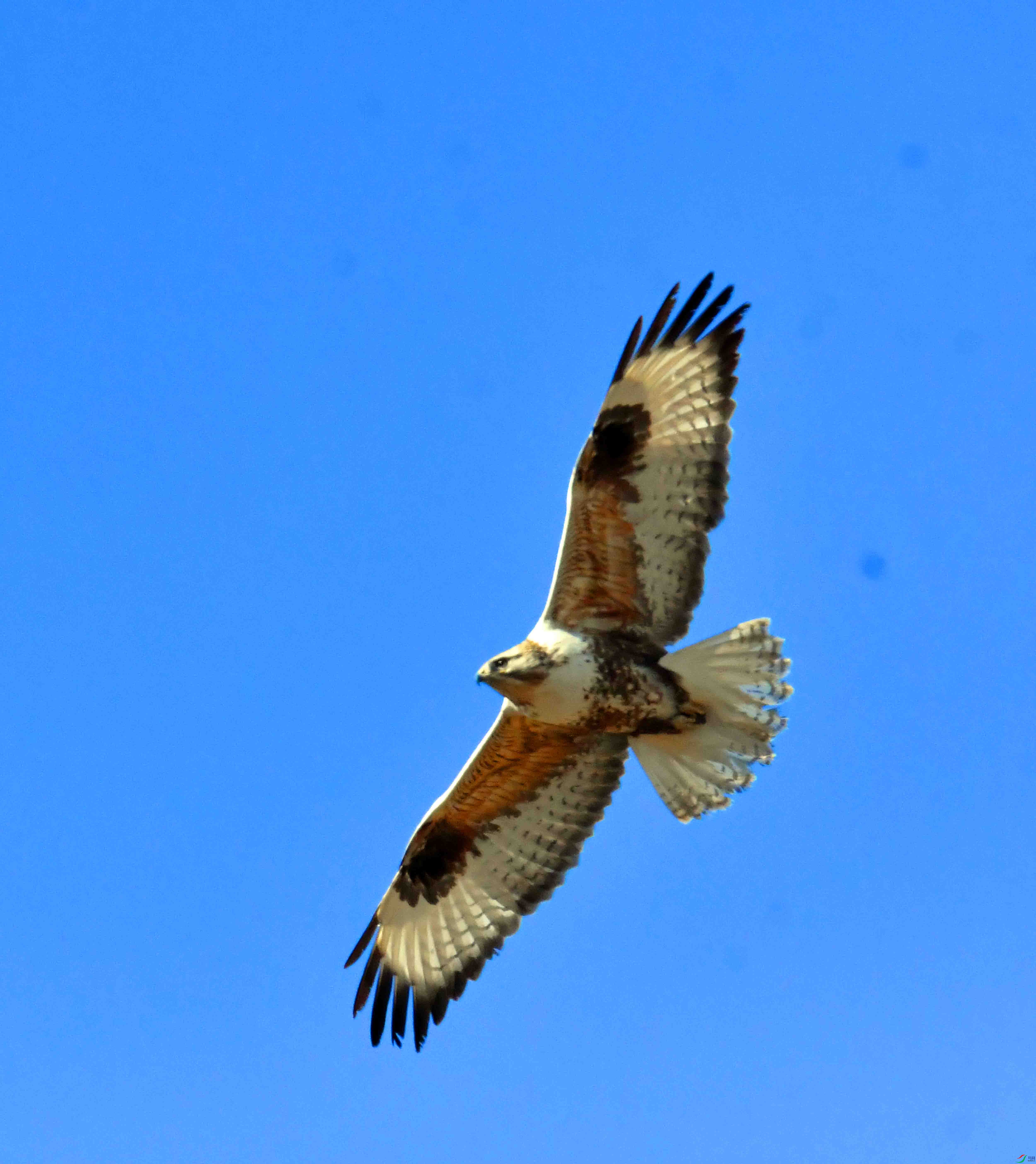 DSC_5266.JPG