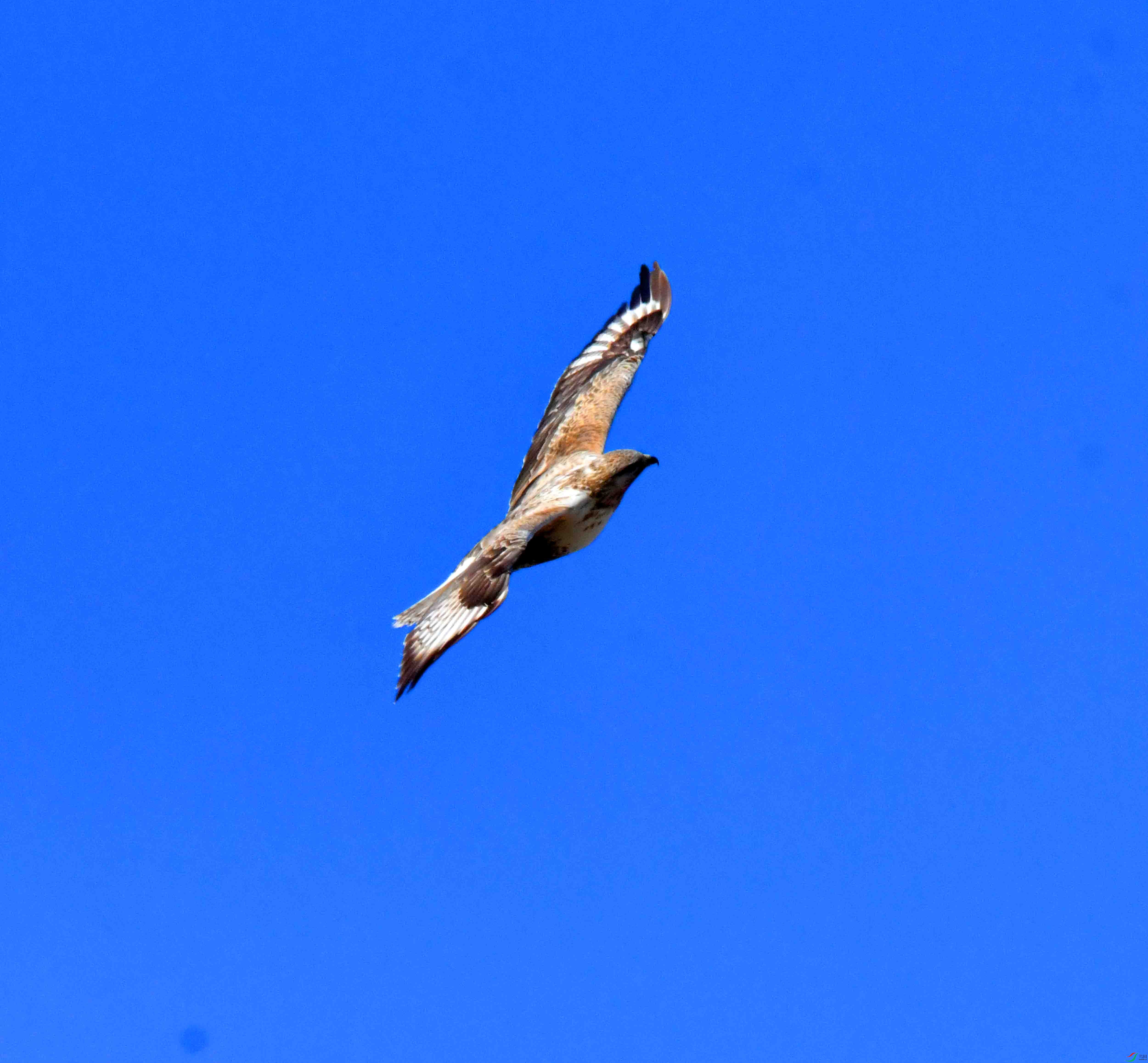 DSC_5275.JPG