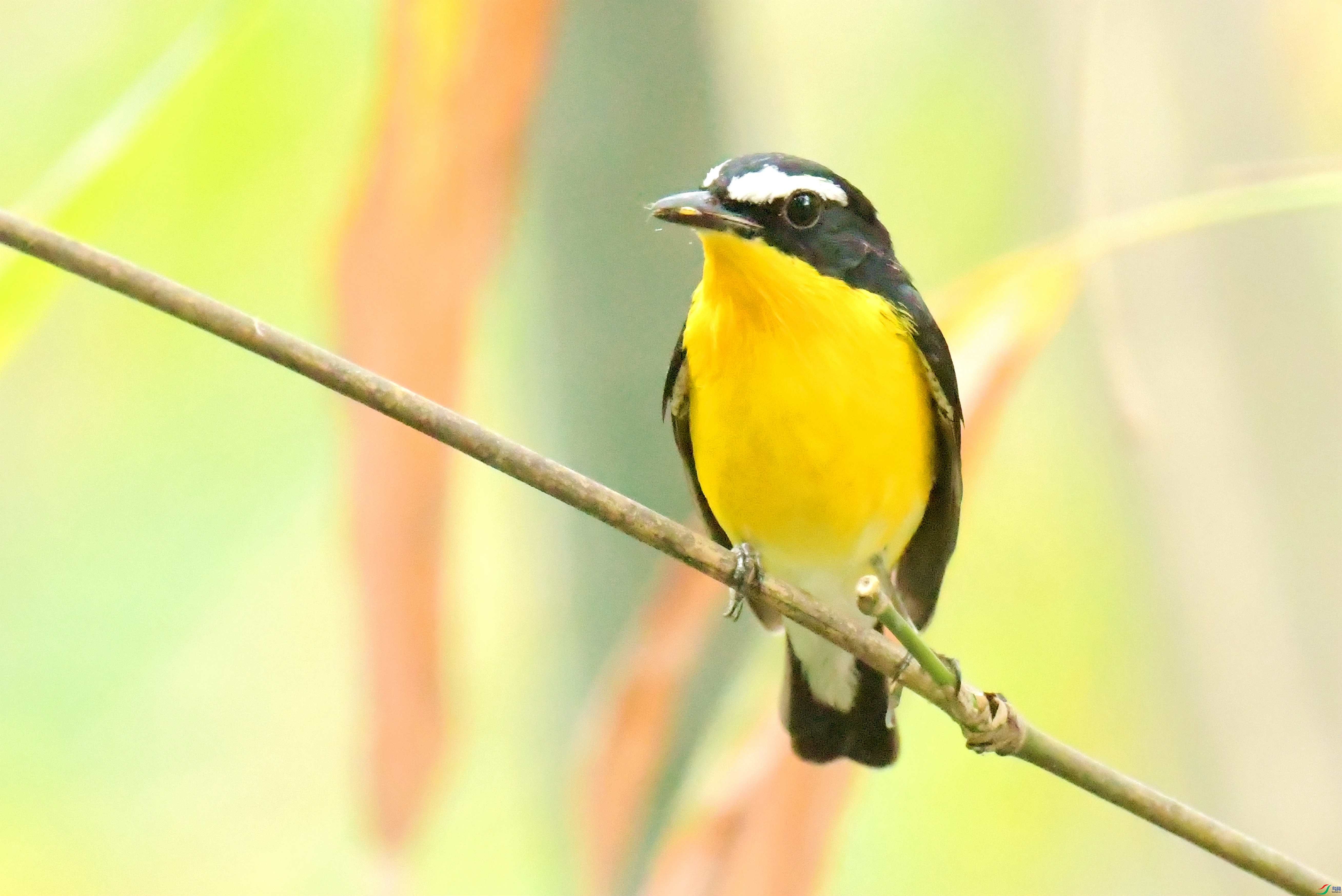 DSC_7174.JPG