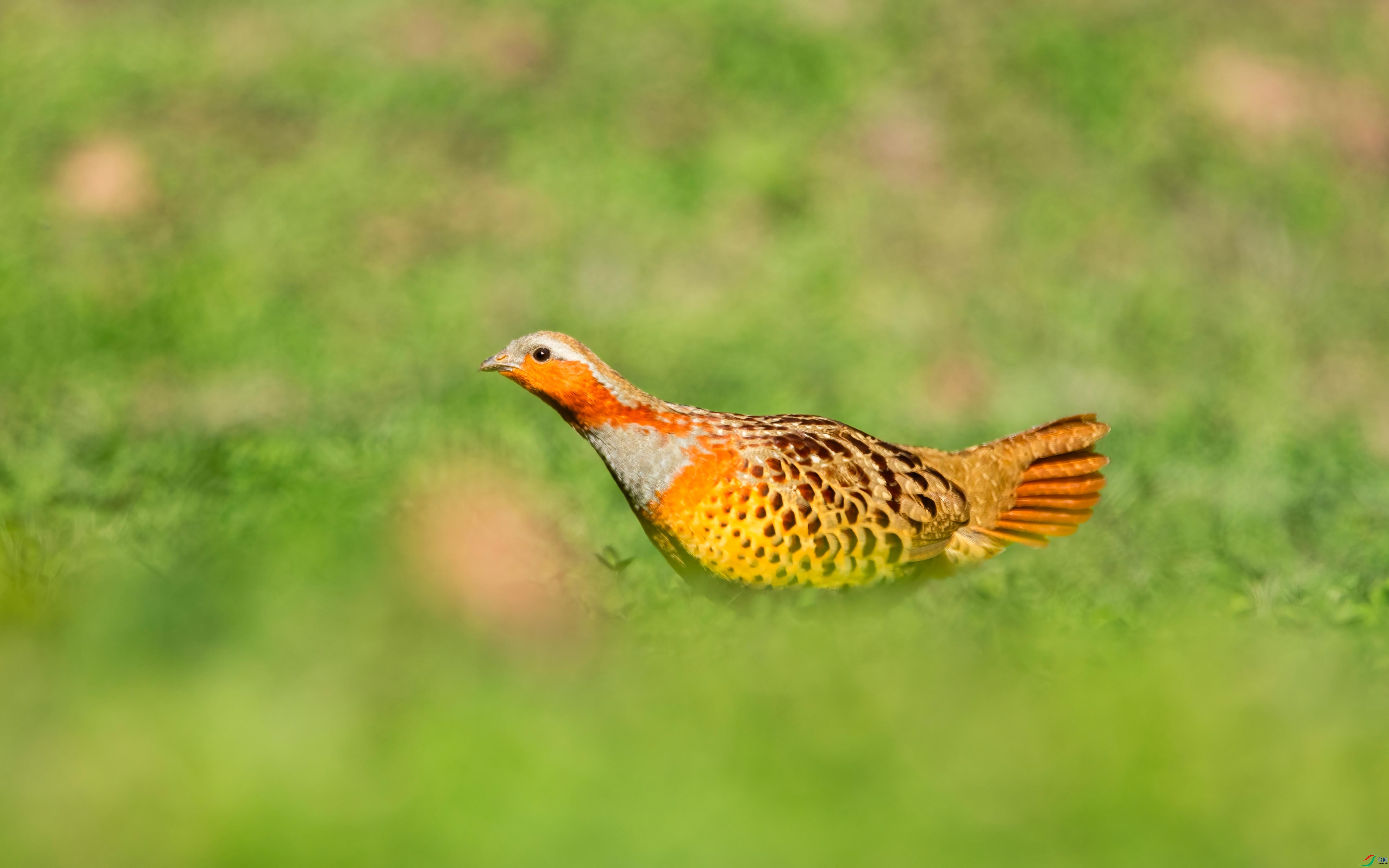 123A8599-DeNoiseAI-standard.jpg