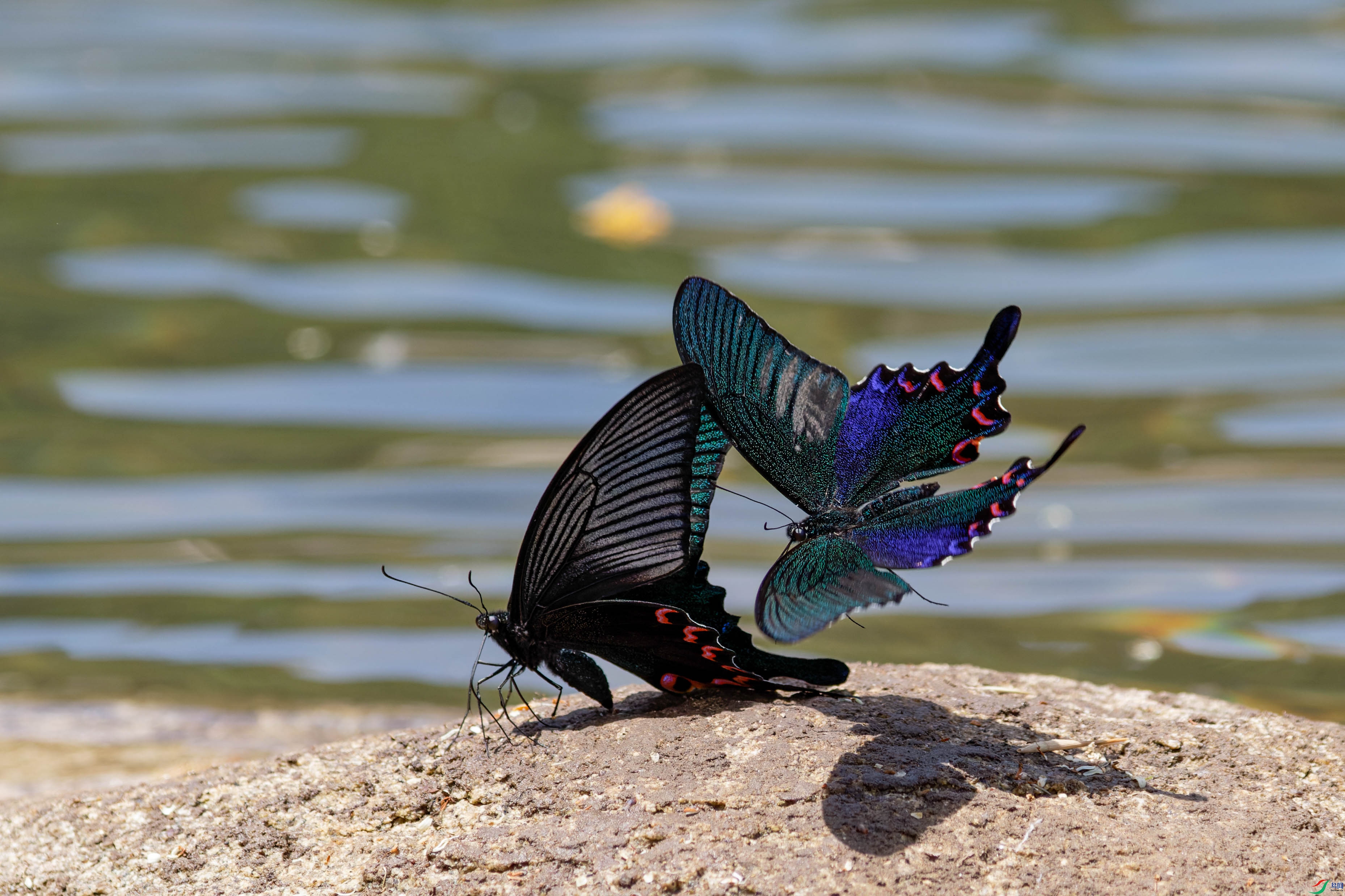 7D2_4589-CR2_DxO_DeepPRIME-1.jpg