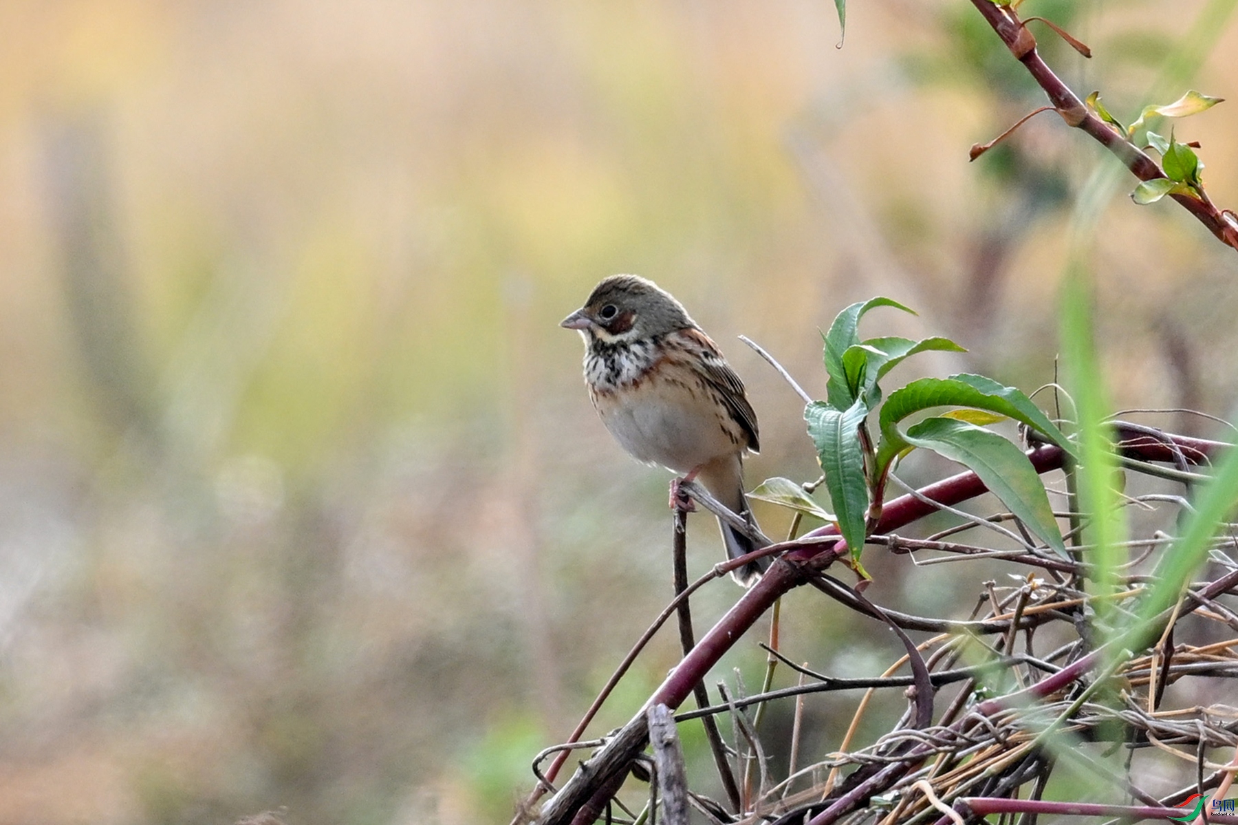 DSC_8866.JPG