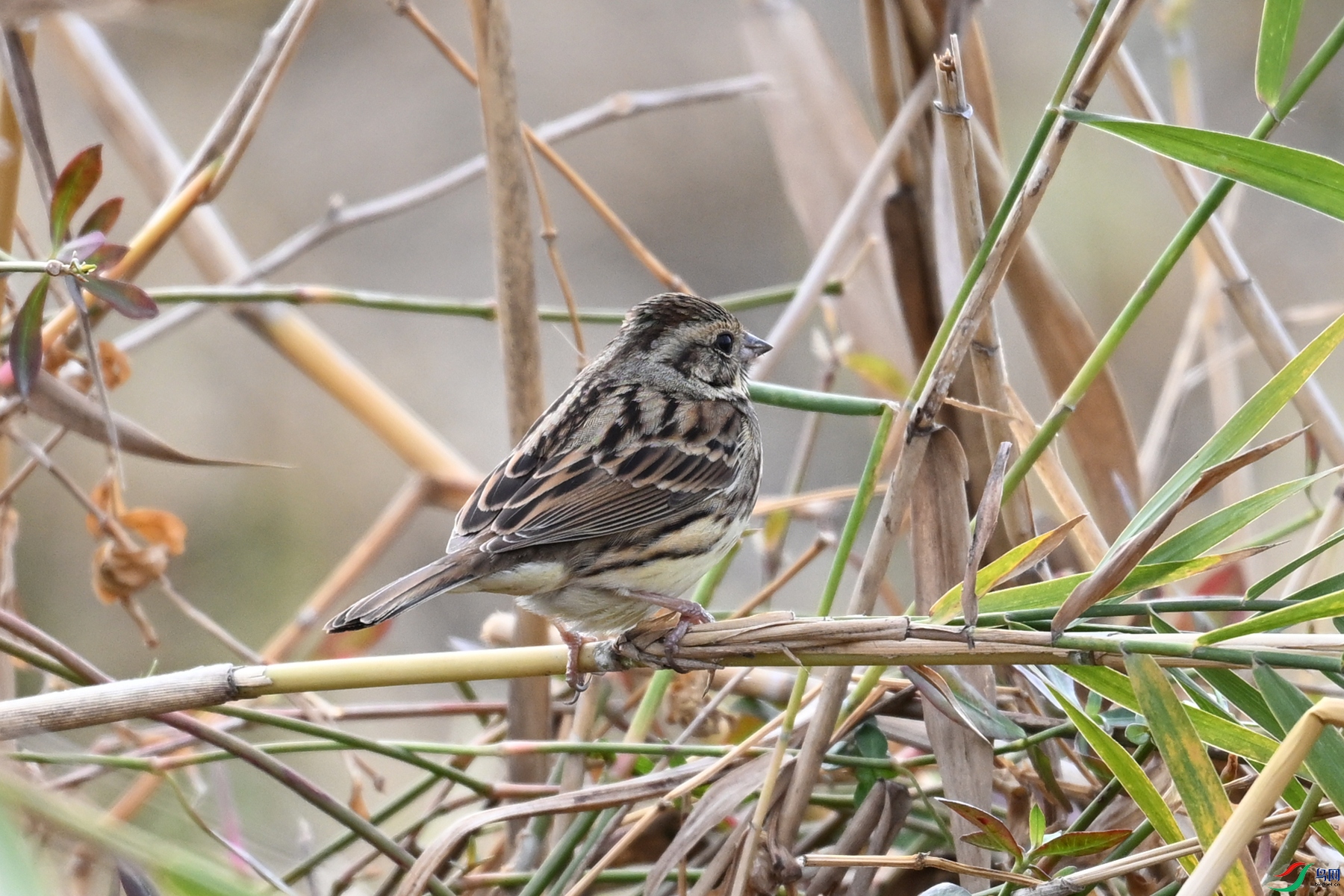 DSC_8891.JPG