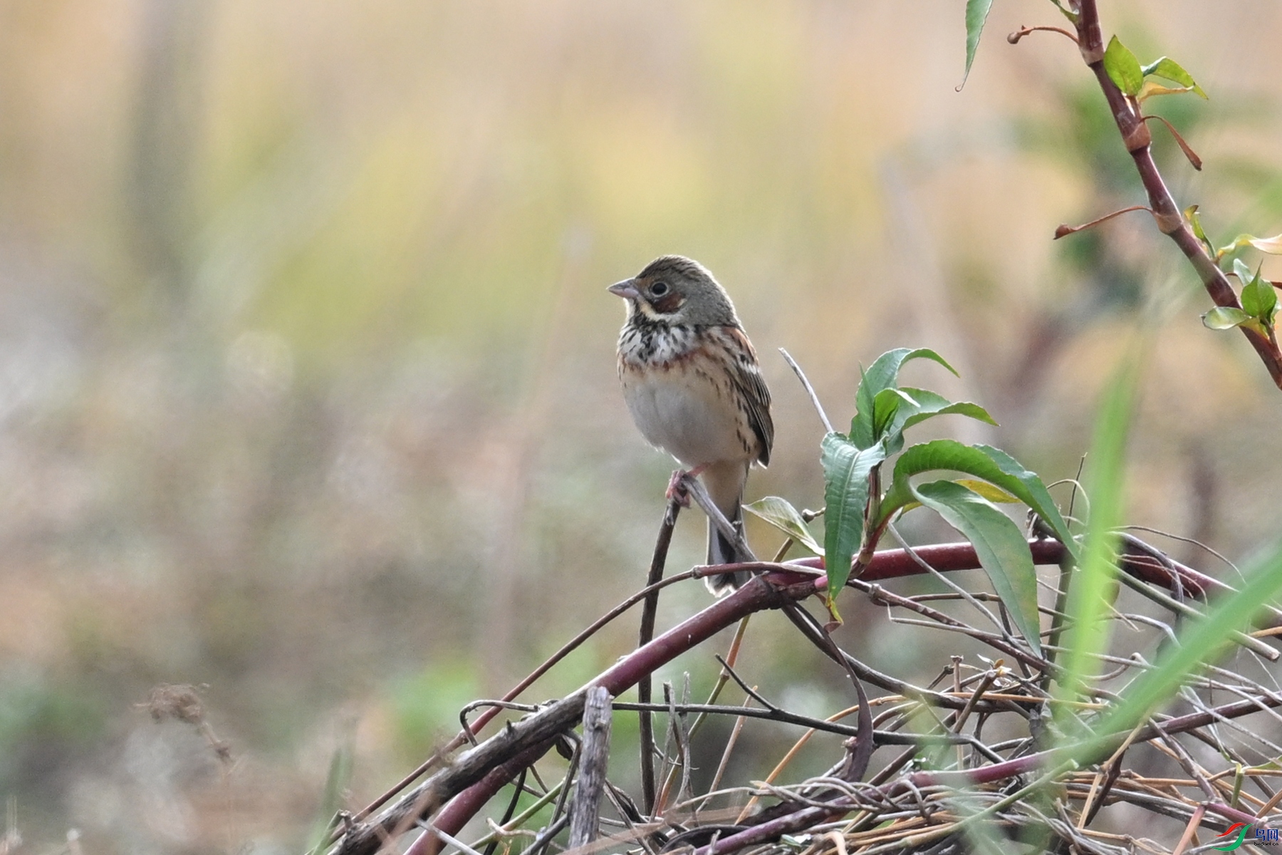 DSC_8867.JPG