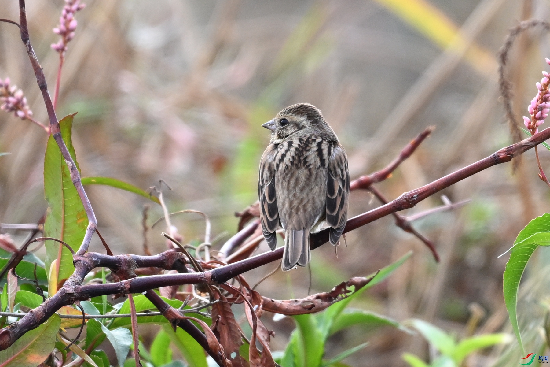 DSC_8880.JPG
