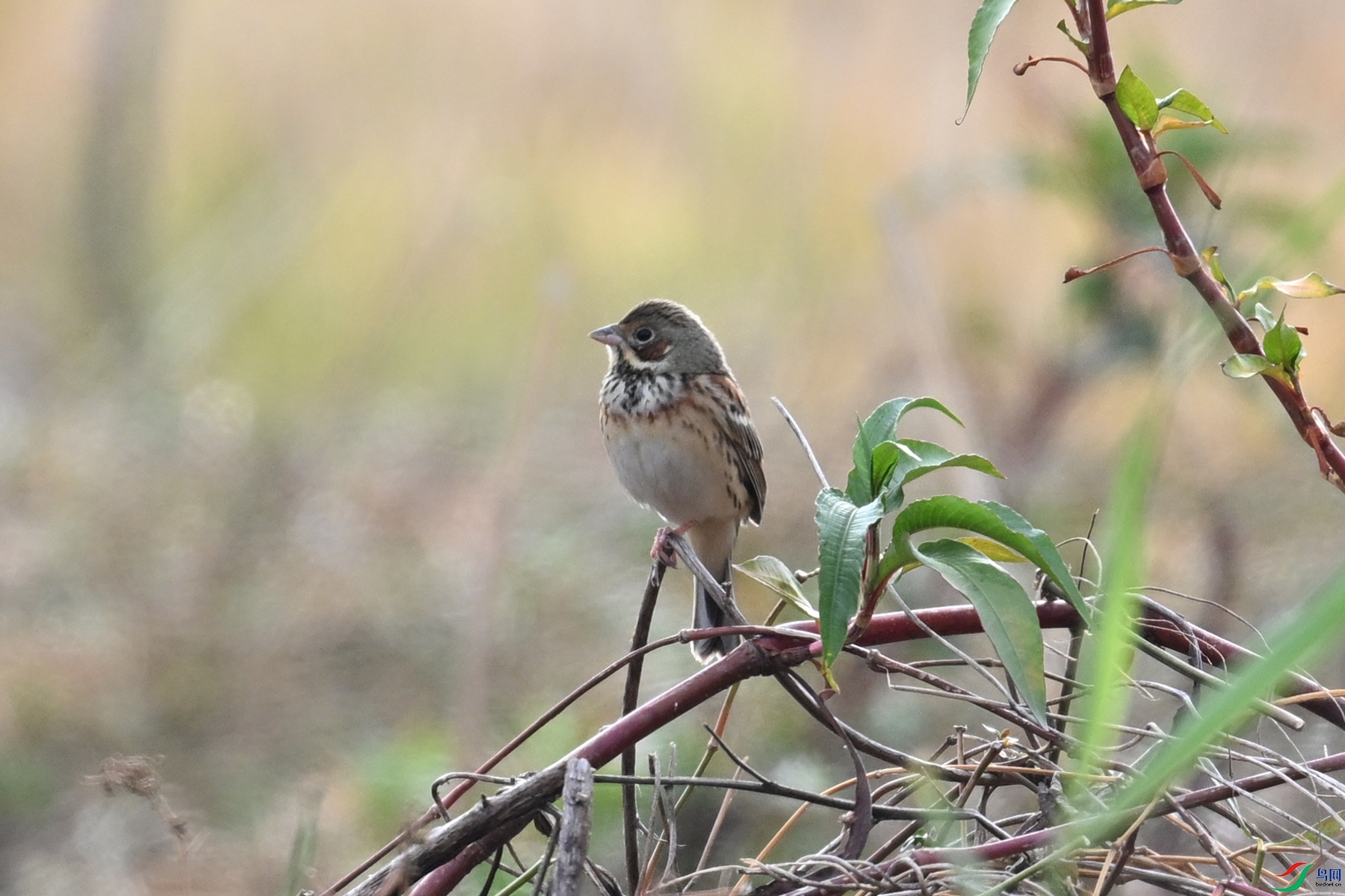 DSC_8868.JPG
