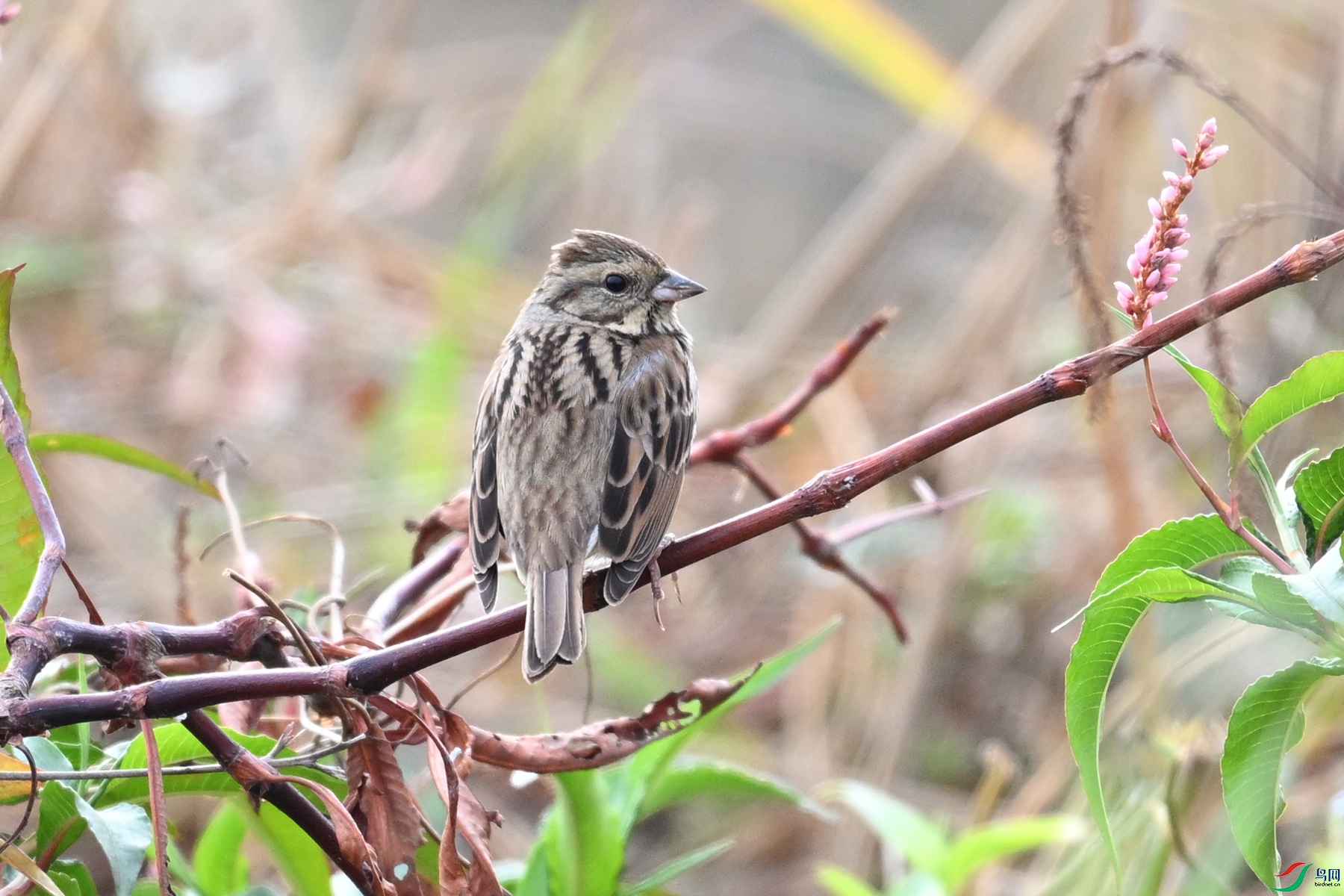 DSC_8882.JPG