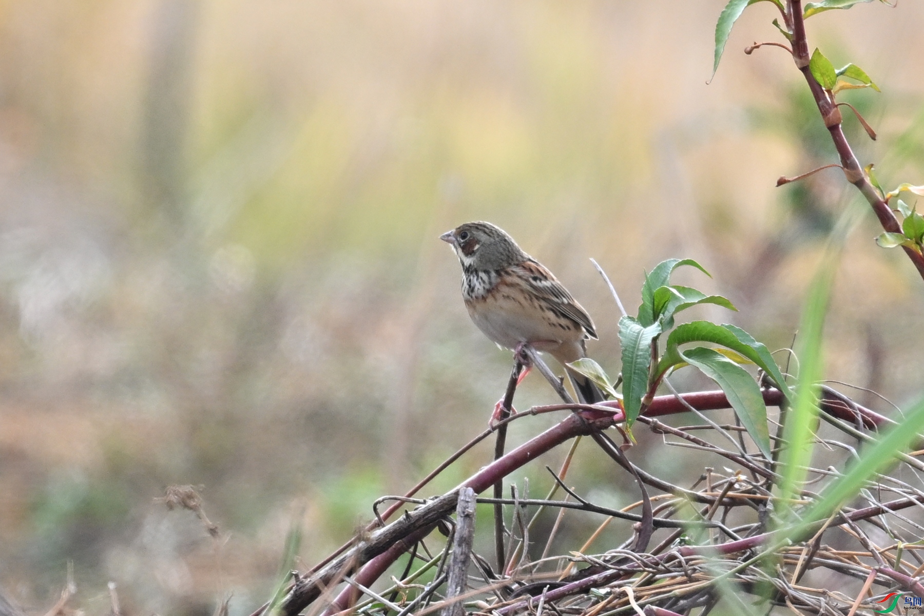 DSC_8869.JPG