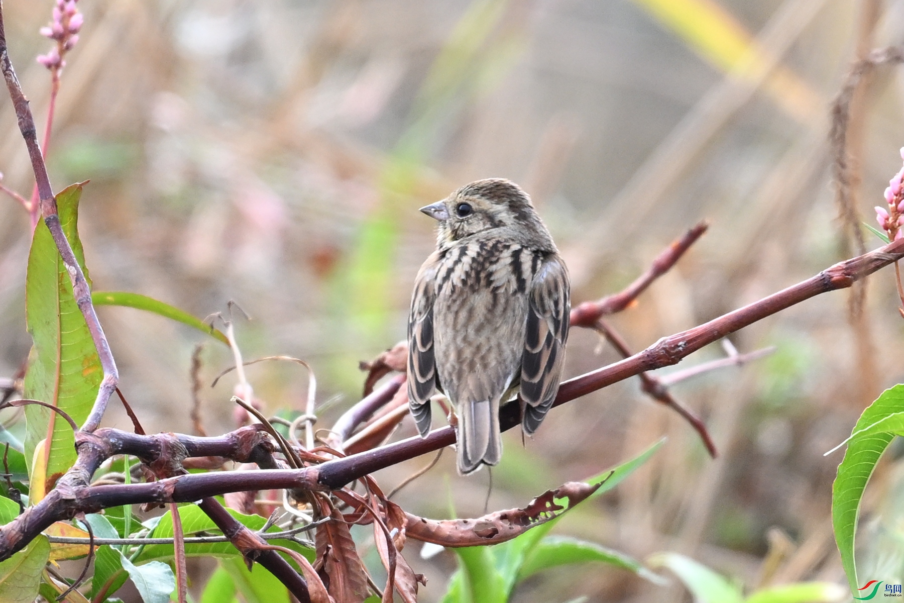 DSC_8884.JPG