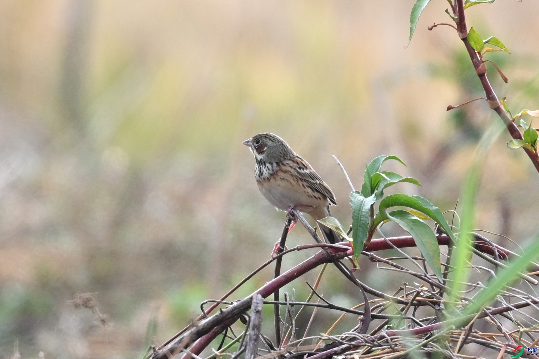 DSC_8870.JPG