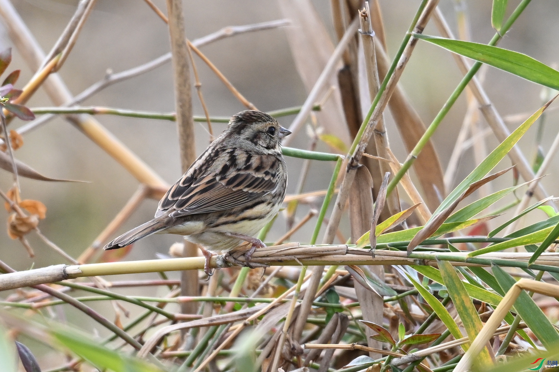 DSC_8889.JPG