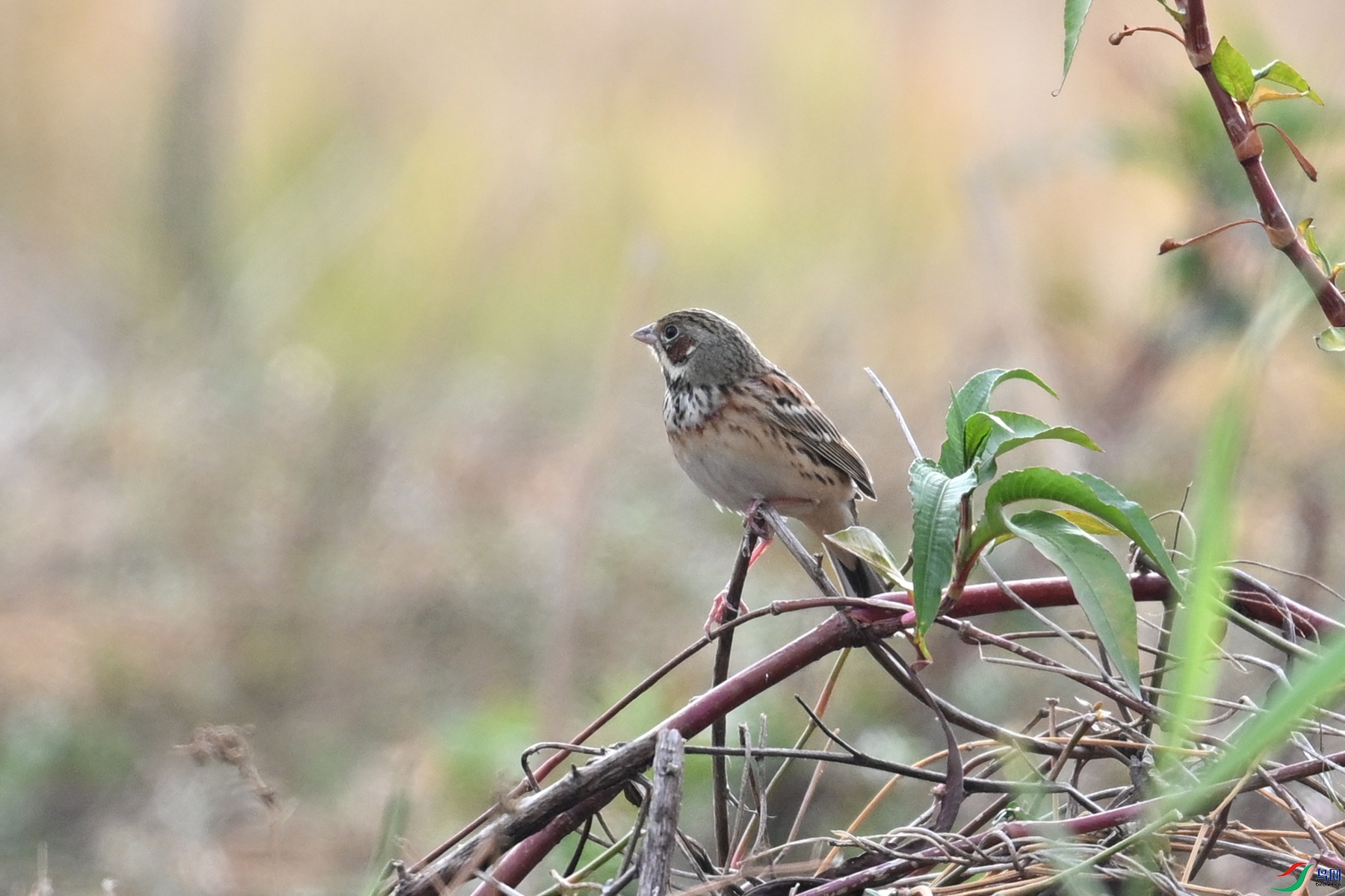 DSC_8871.JPG
