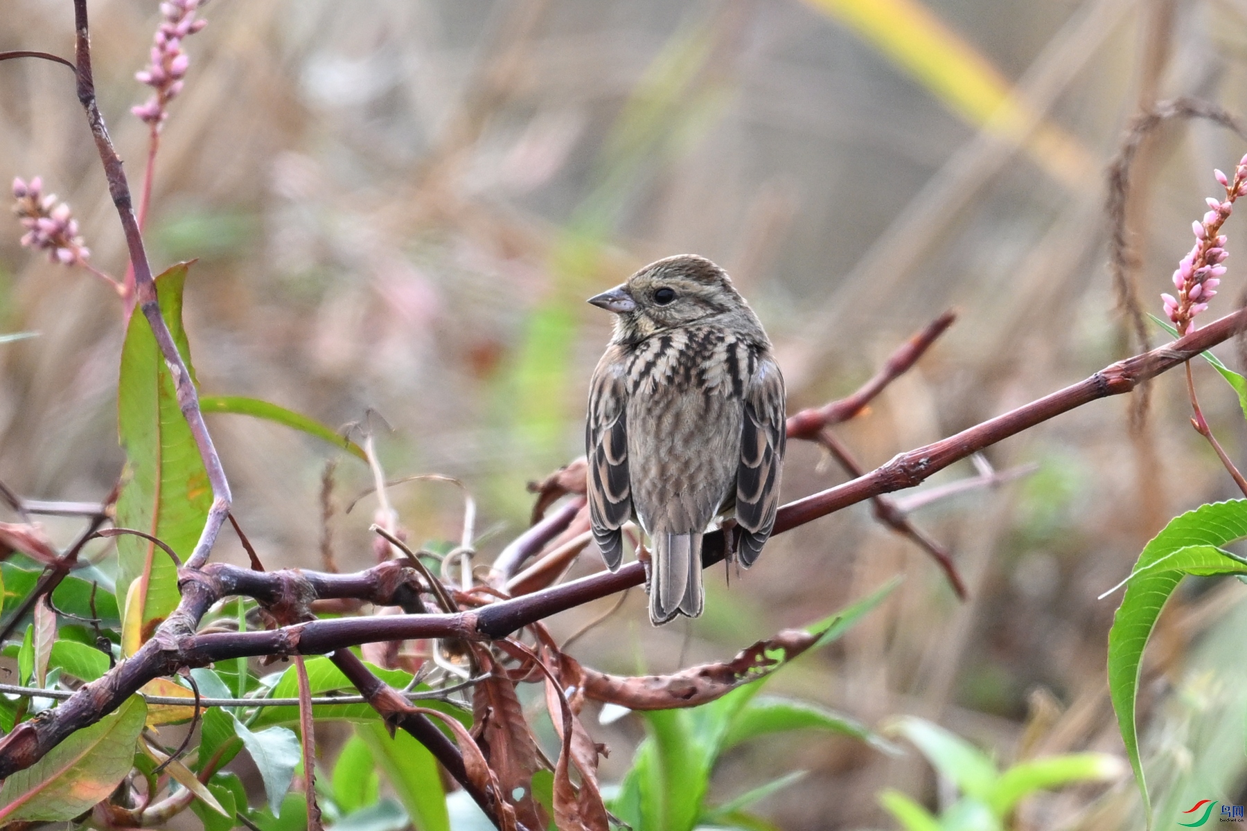 DSC_8887.JPG