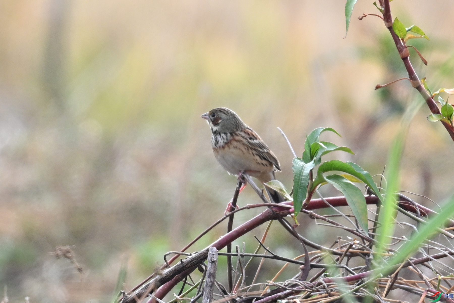 DSC_8872.JPG