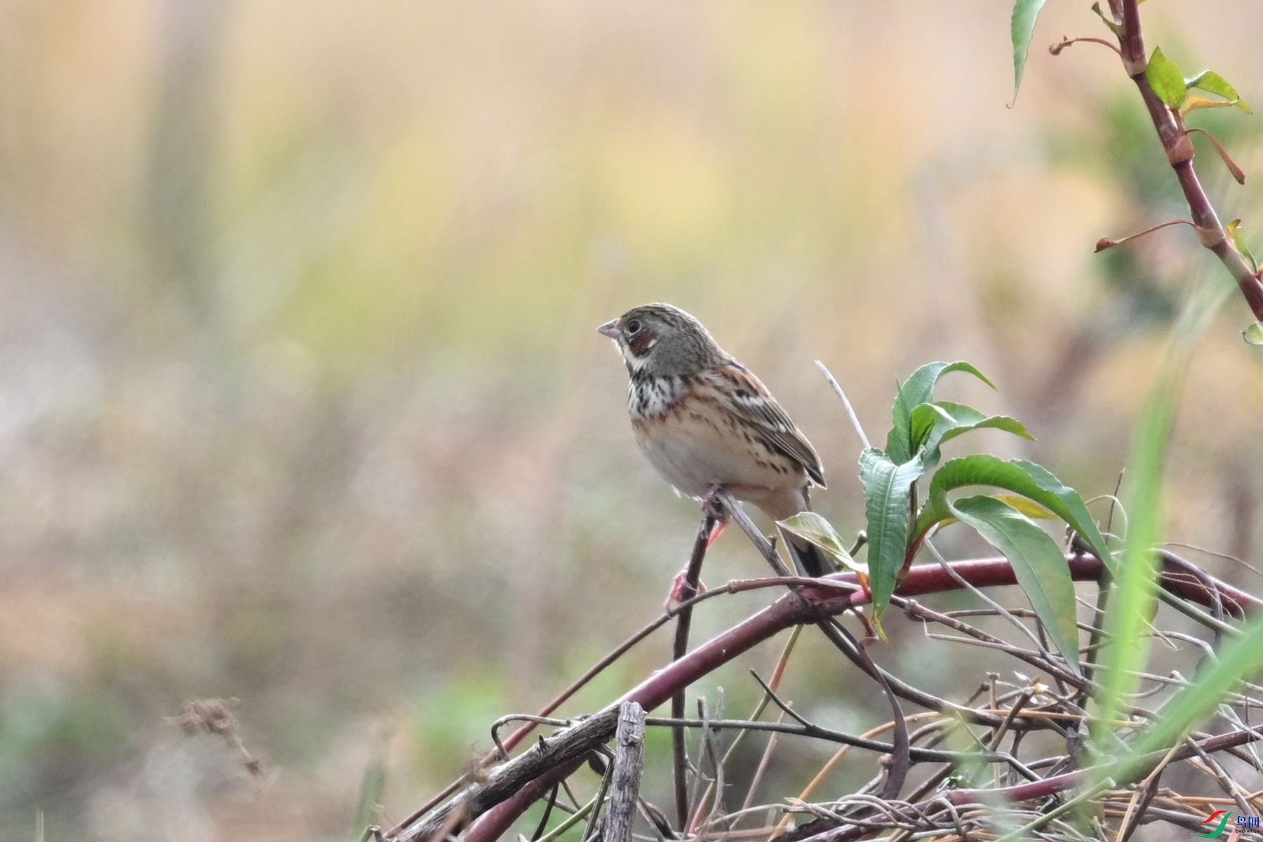 DSC_8873.JPG