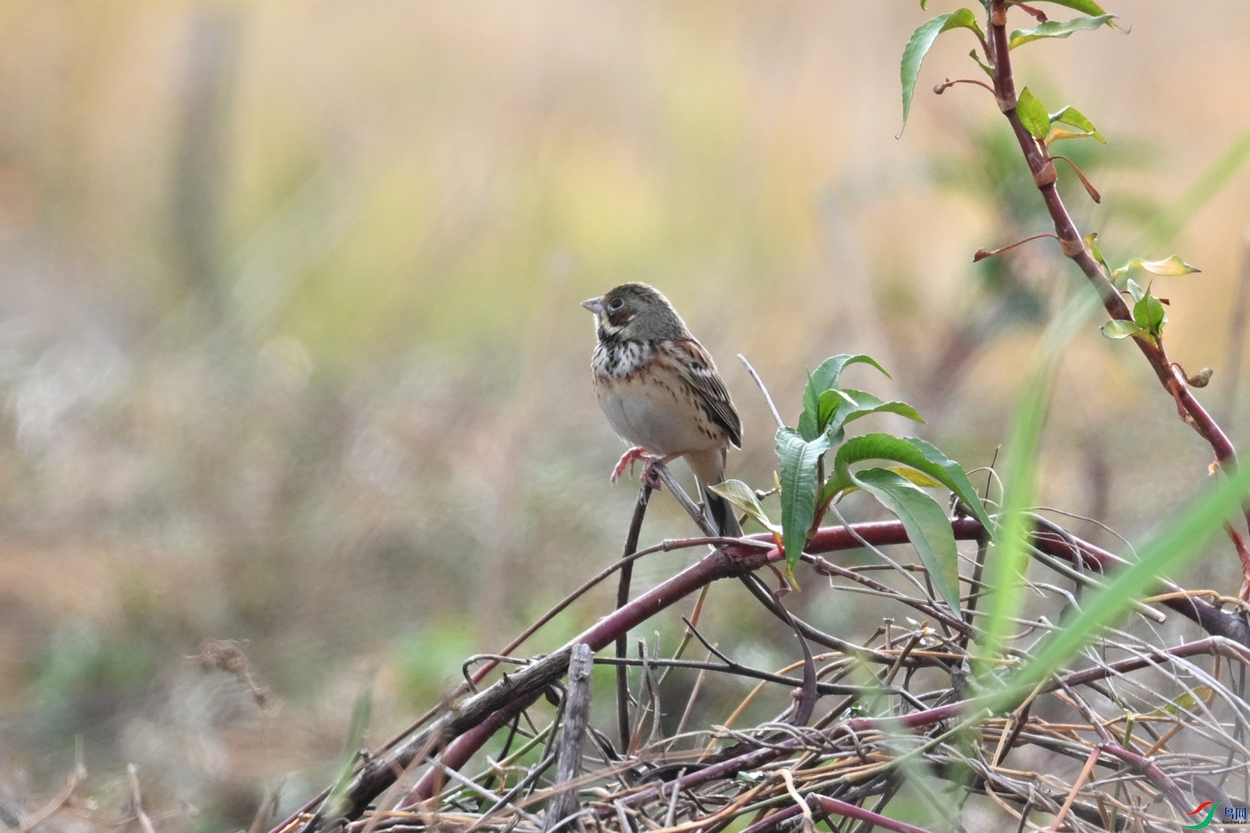 DSC_8874.JPG