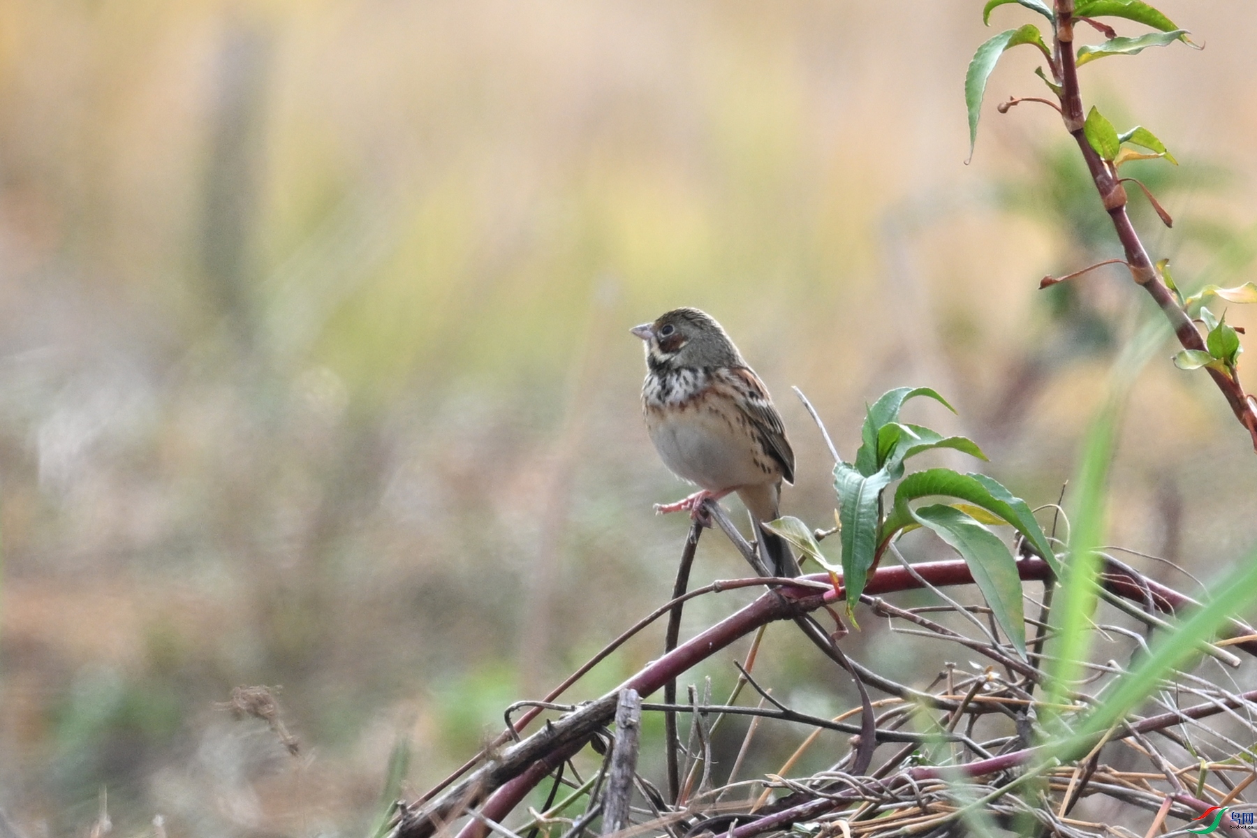 DSC_8875.JPG