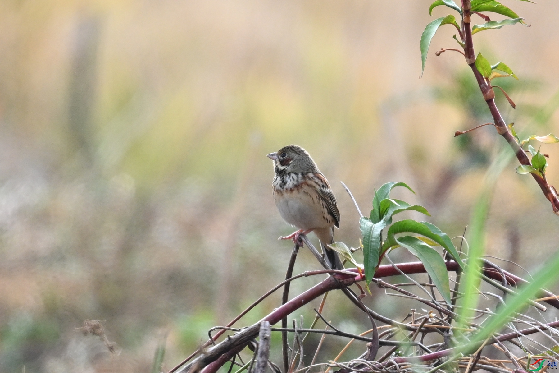 DSC_8876.JPG