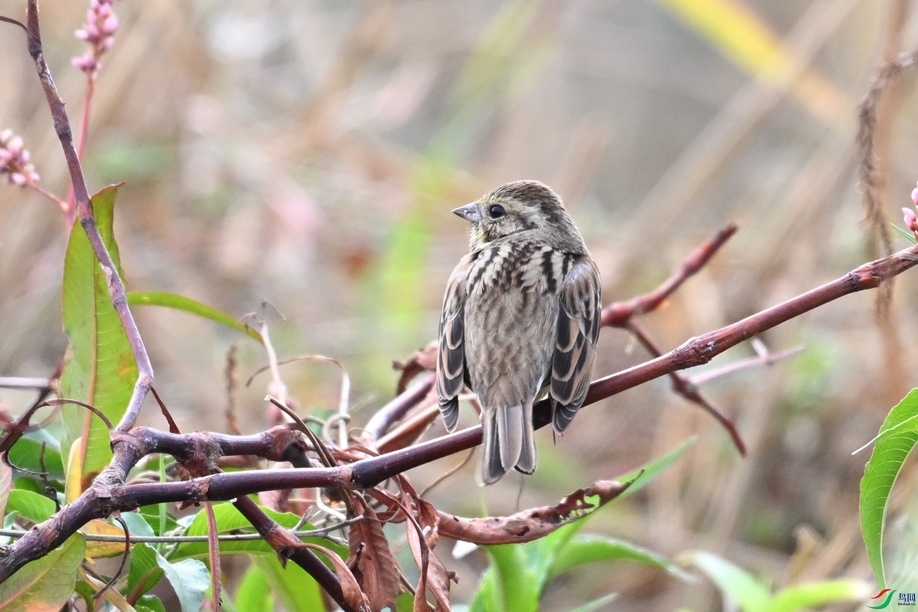 DSC_8883.JPG