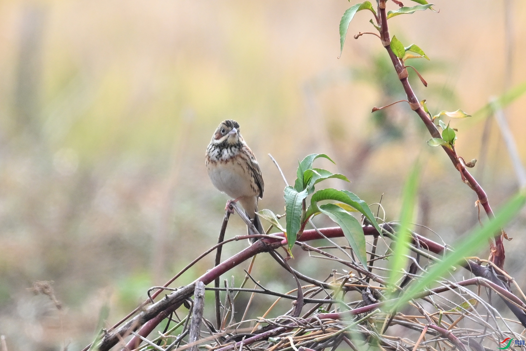 DSC_8877.JPG
