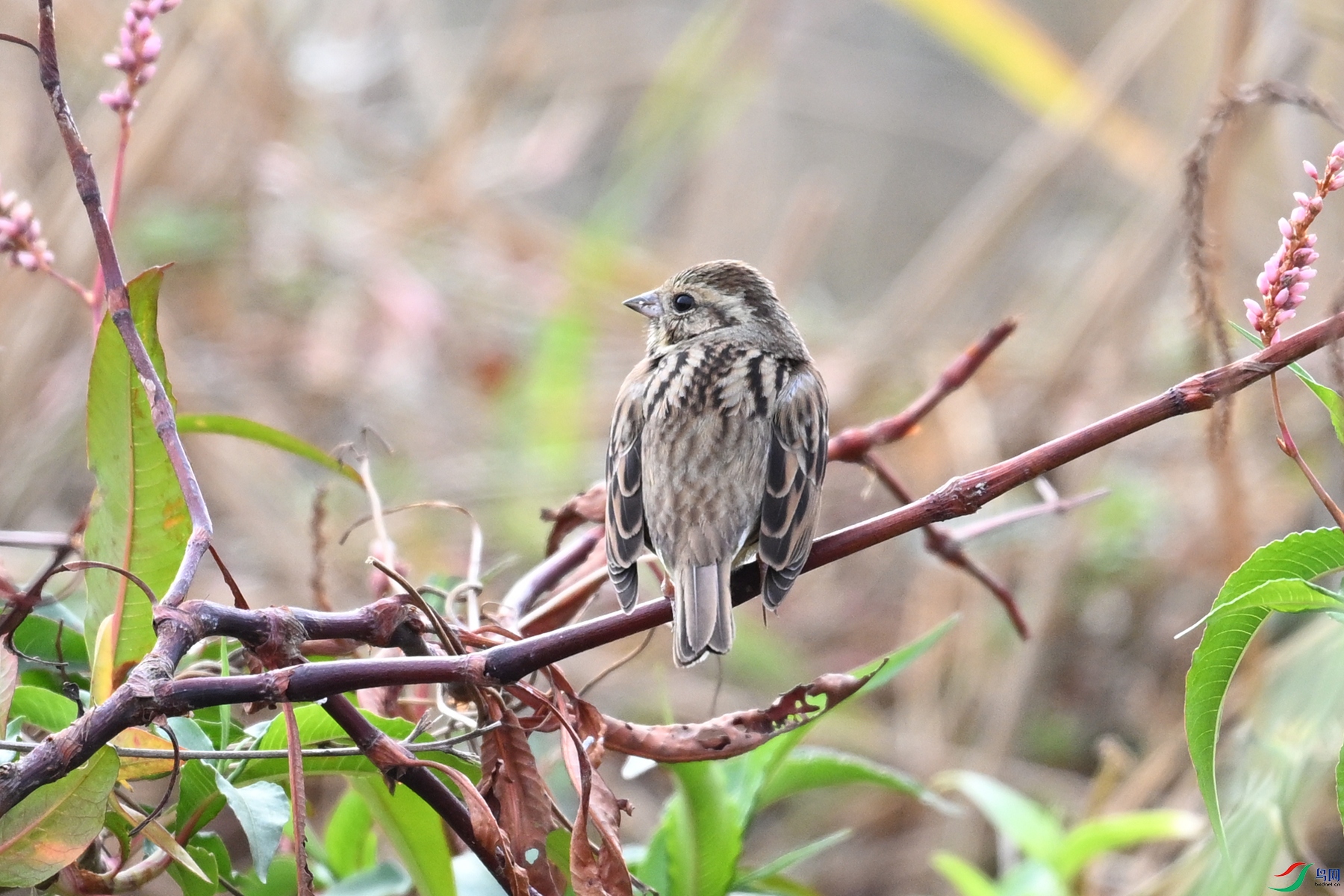 DSC_8885.JPG