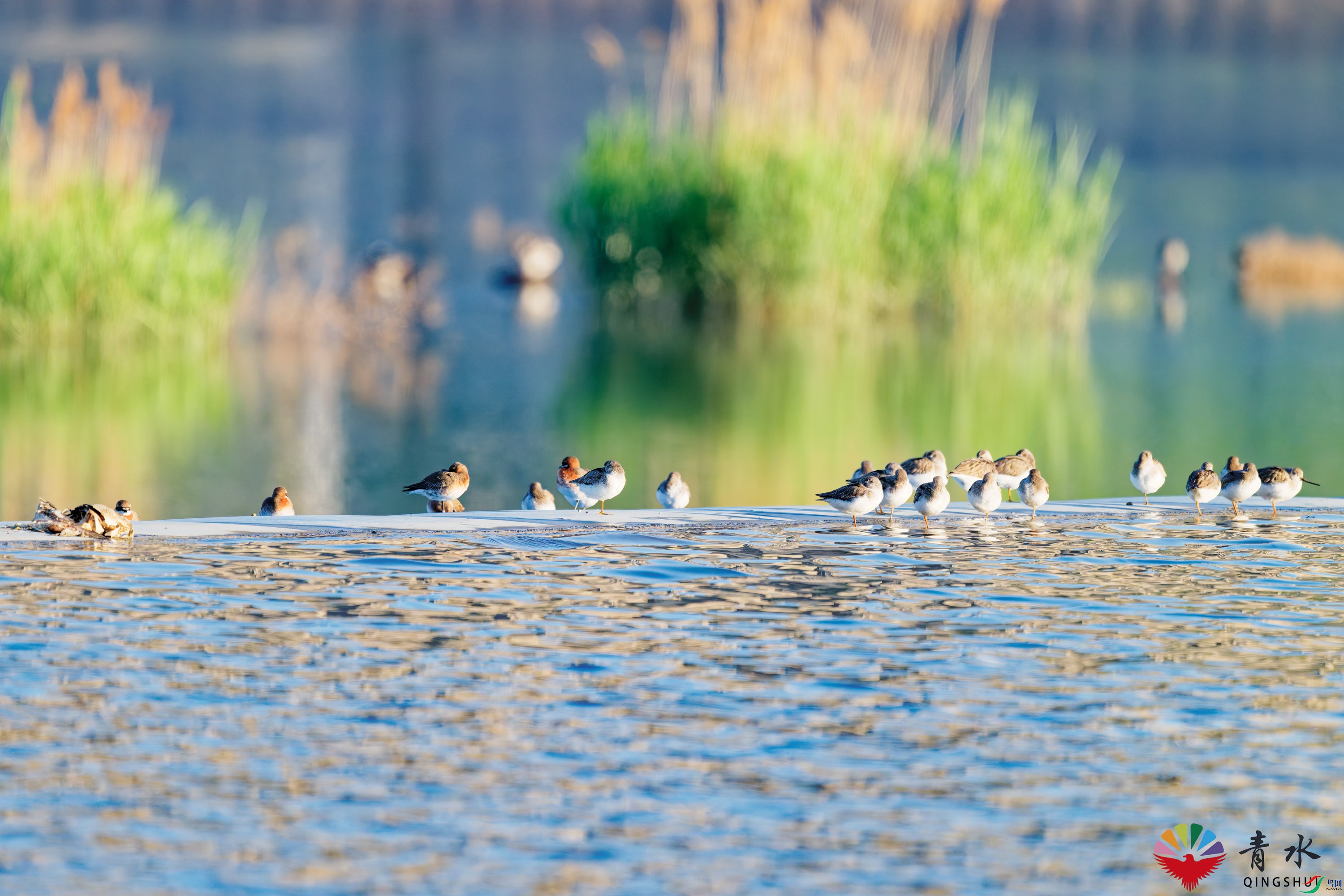 DSC_6085_DxO.jpg