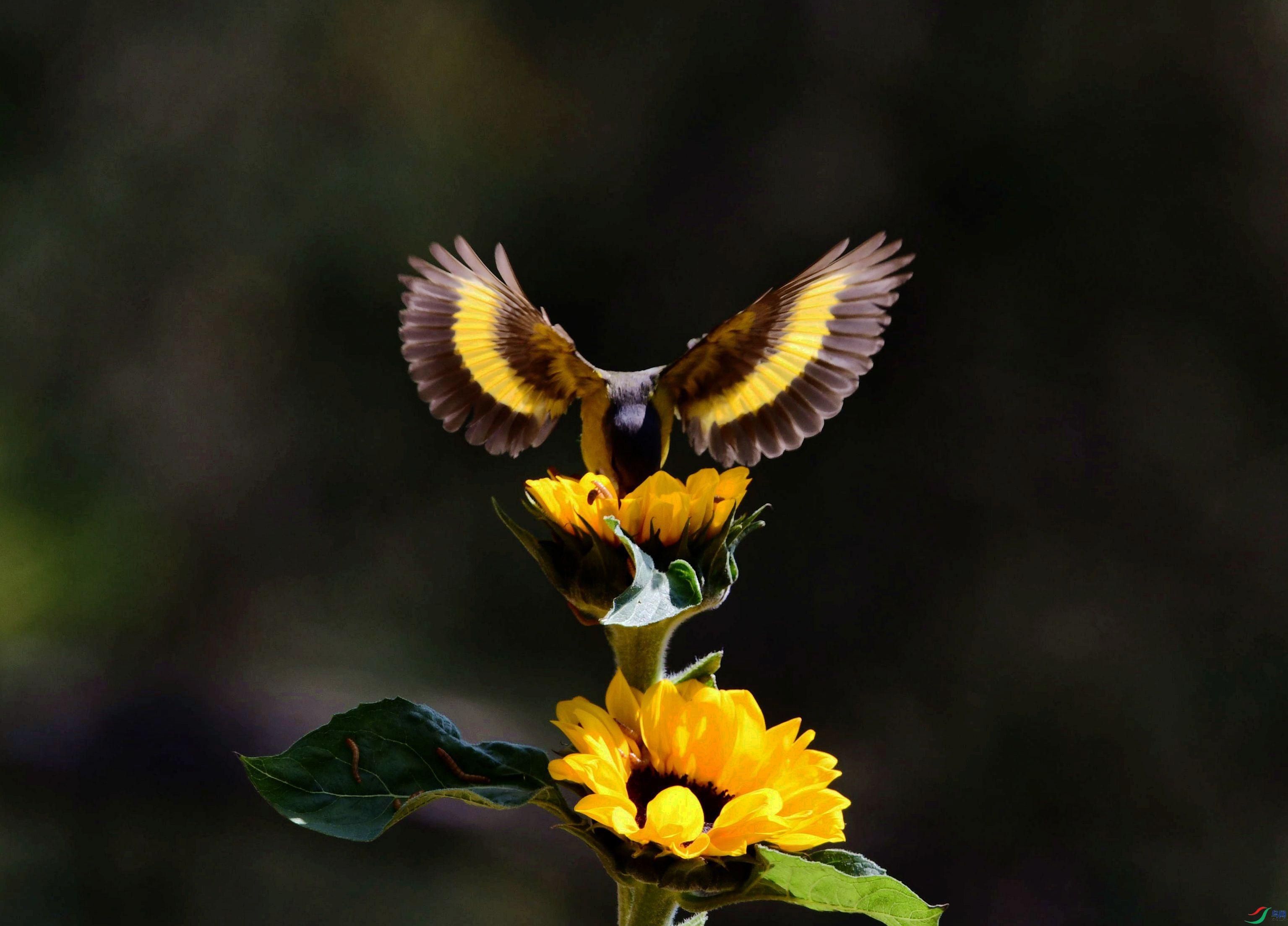 DSC_7609_����.jpg