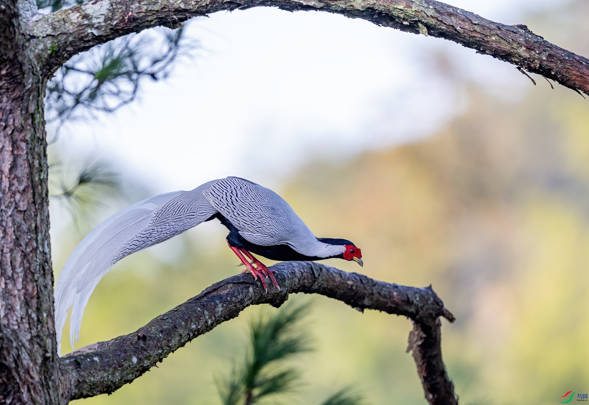 DSC_3483-1.jpg