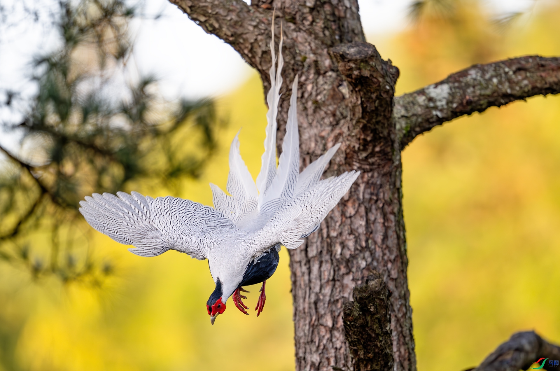 DSC_3306-1.jpg