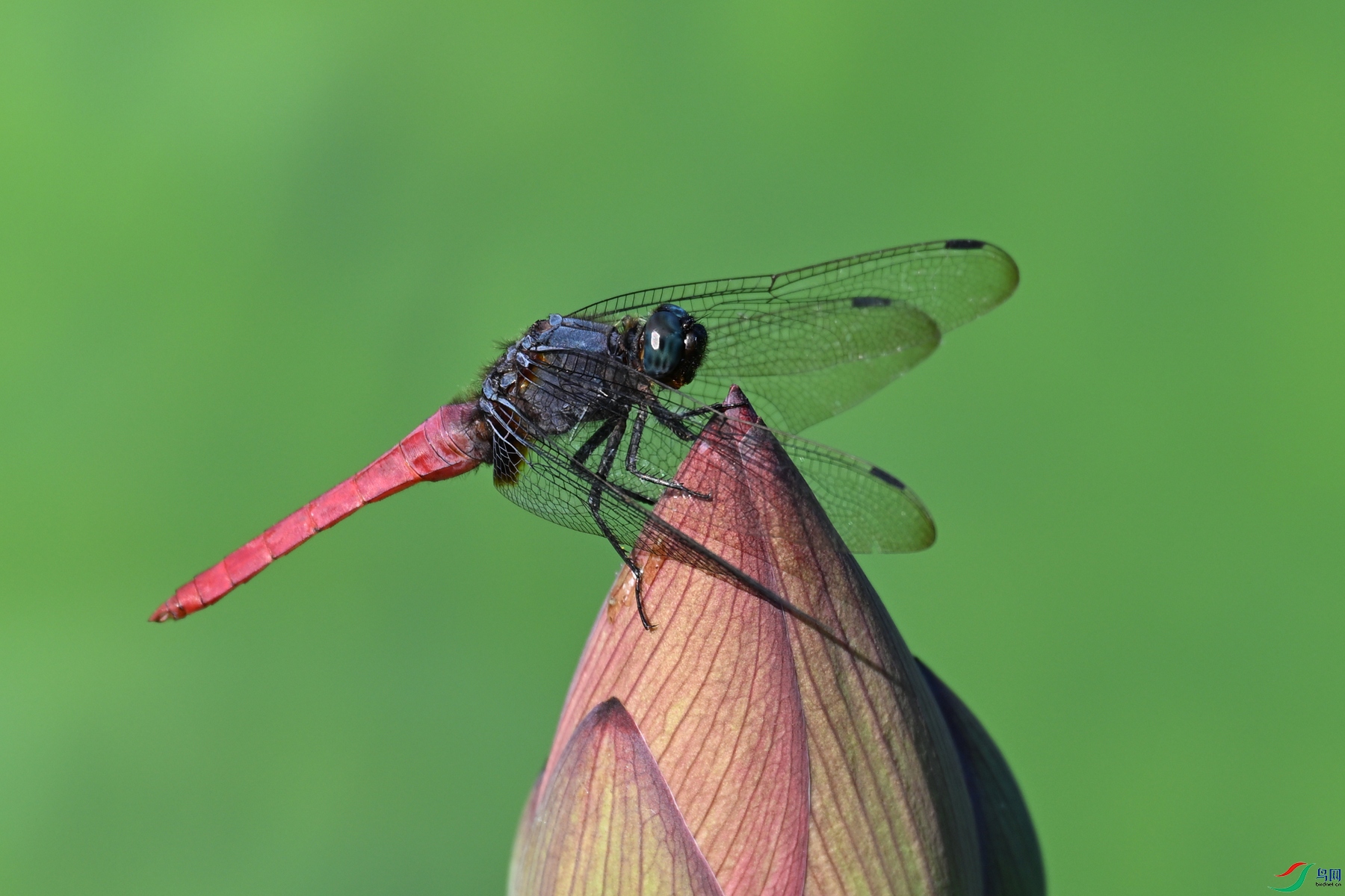 DSC_4201.JPG