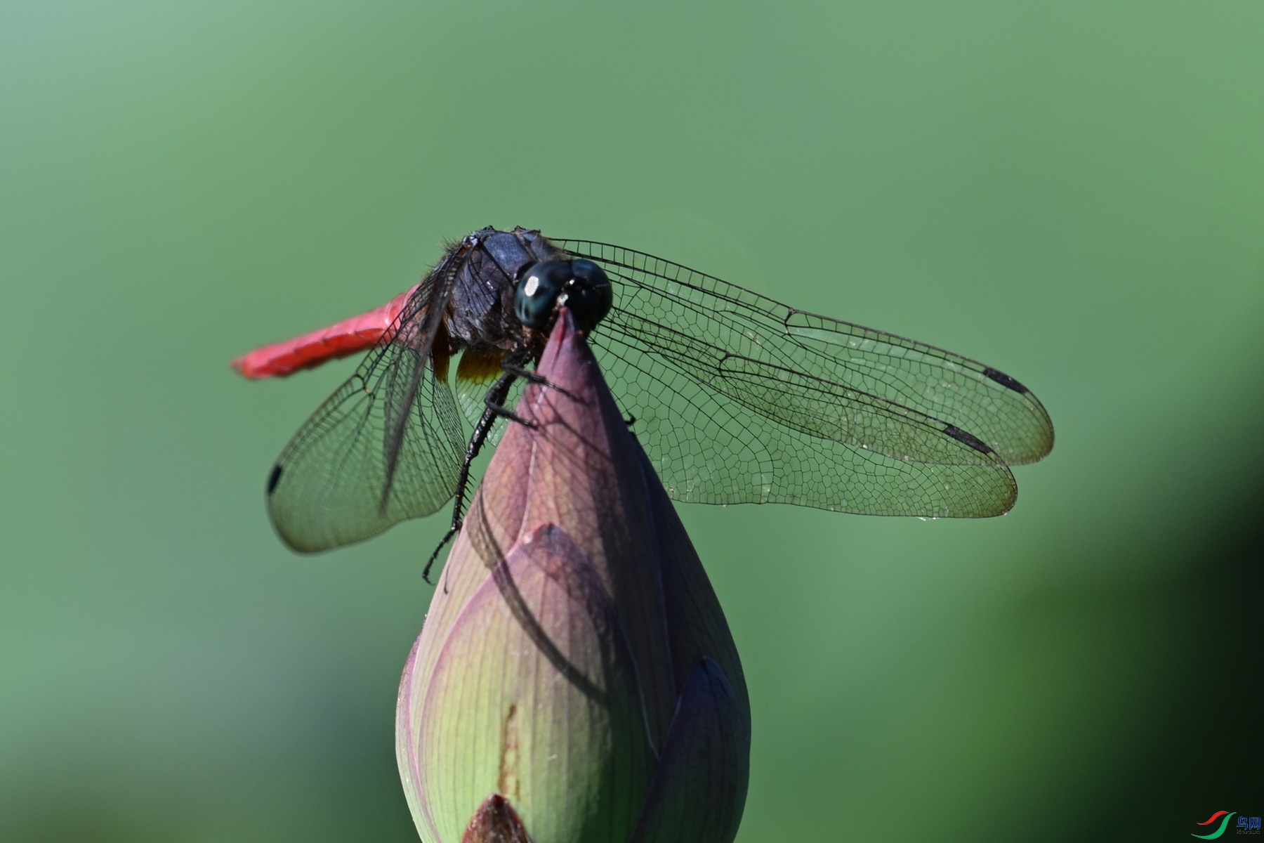 DSC_4206.JPG