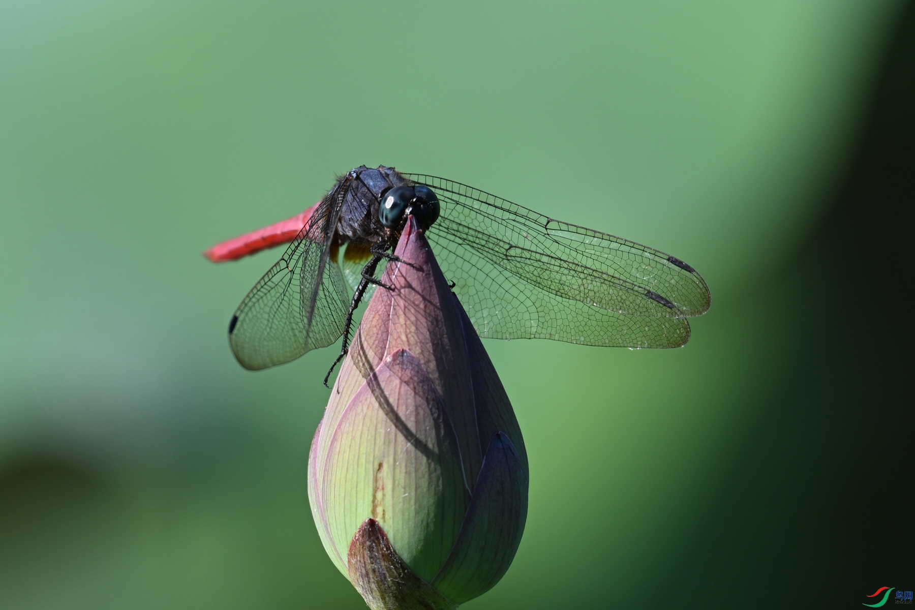 DSC_4207.JPG