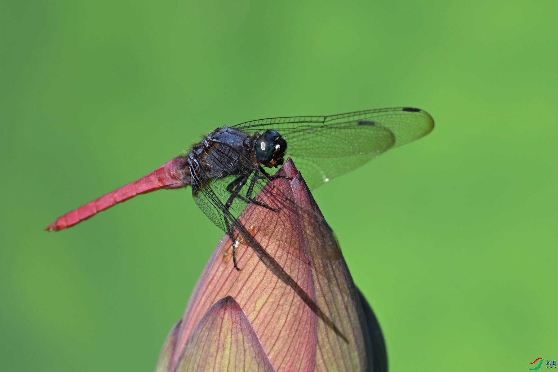 DSC_4203.JPG