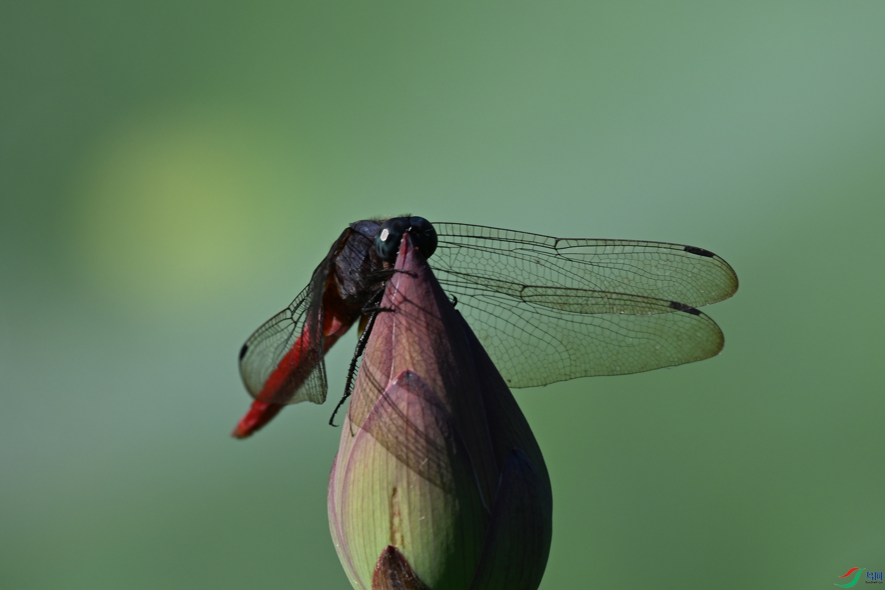 DSC_4212.JPG