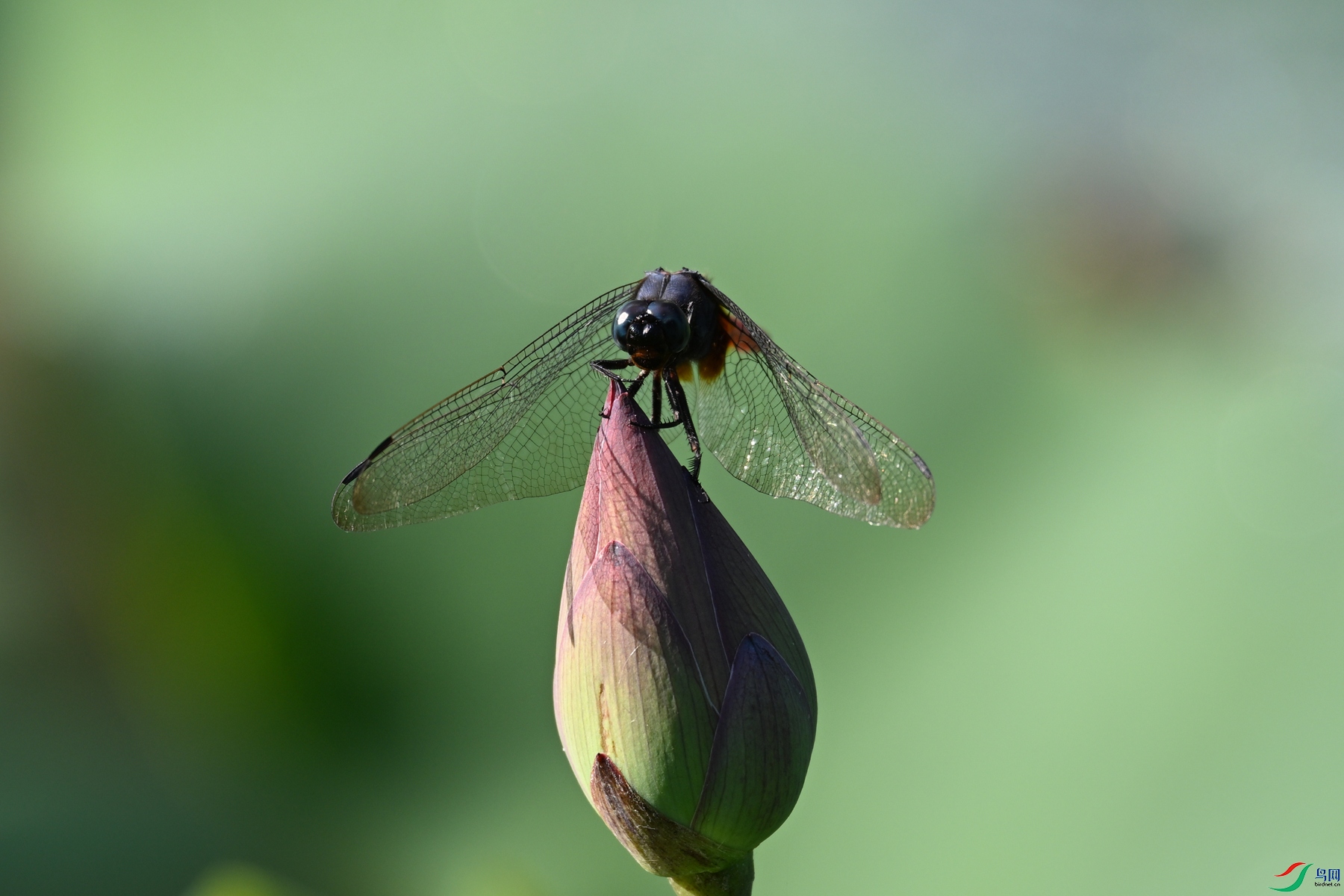 DSC_4227.JPG