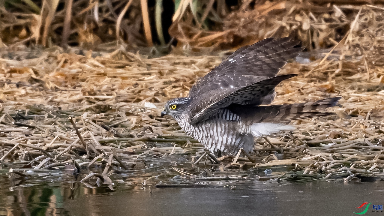 DSC_6768--.jpg
