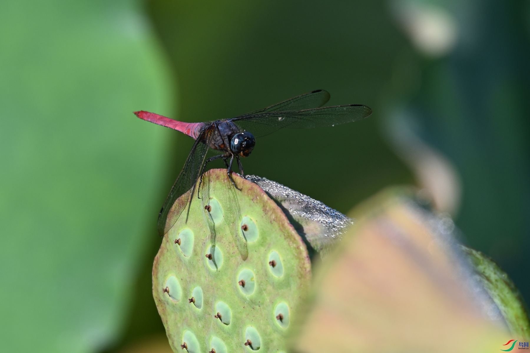 DSC_4234.JPG