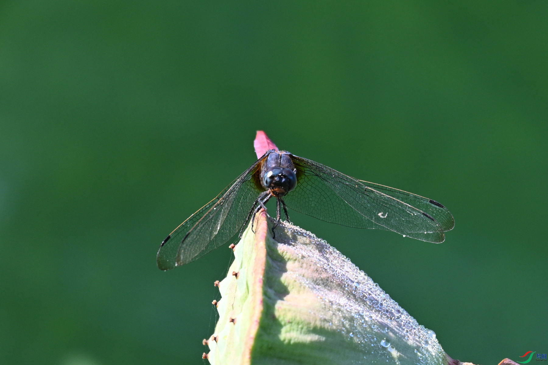 DSC_4238.JPG