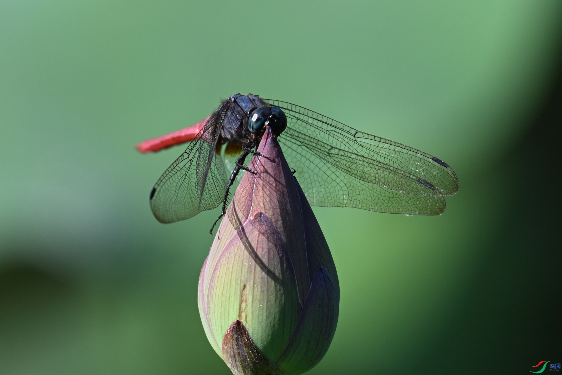 DSC_4209.JPG