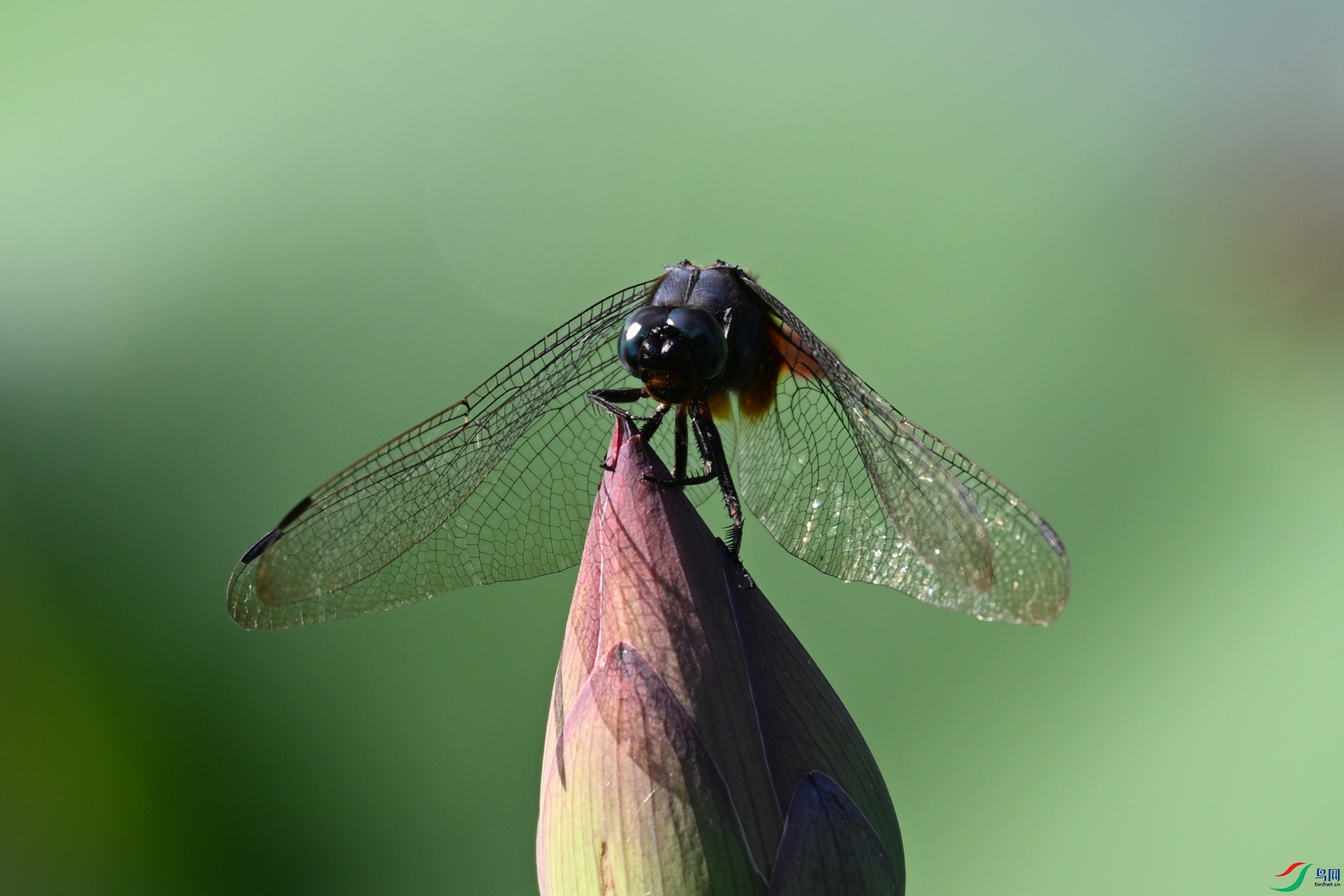 DSC_4228.JPG