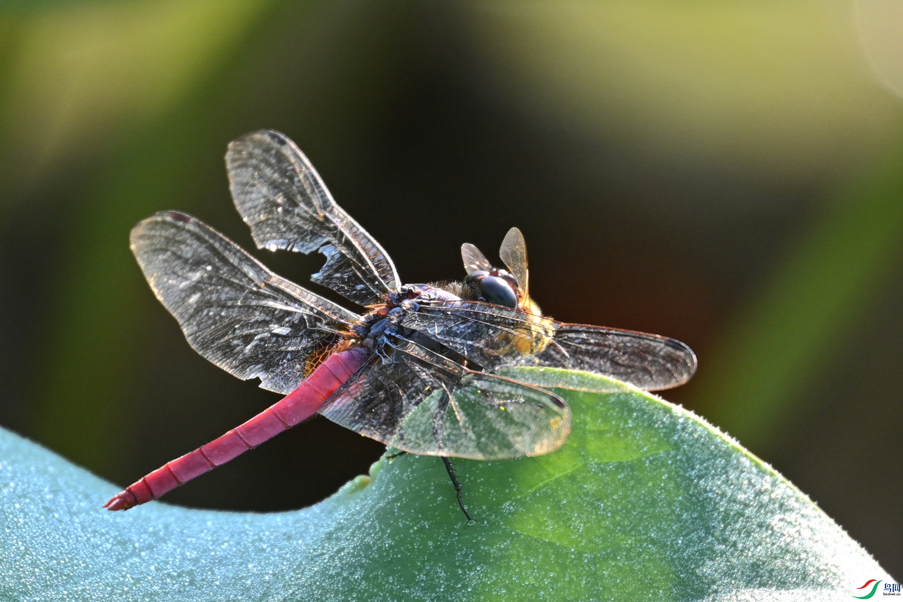 DSC_4231.JPG