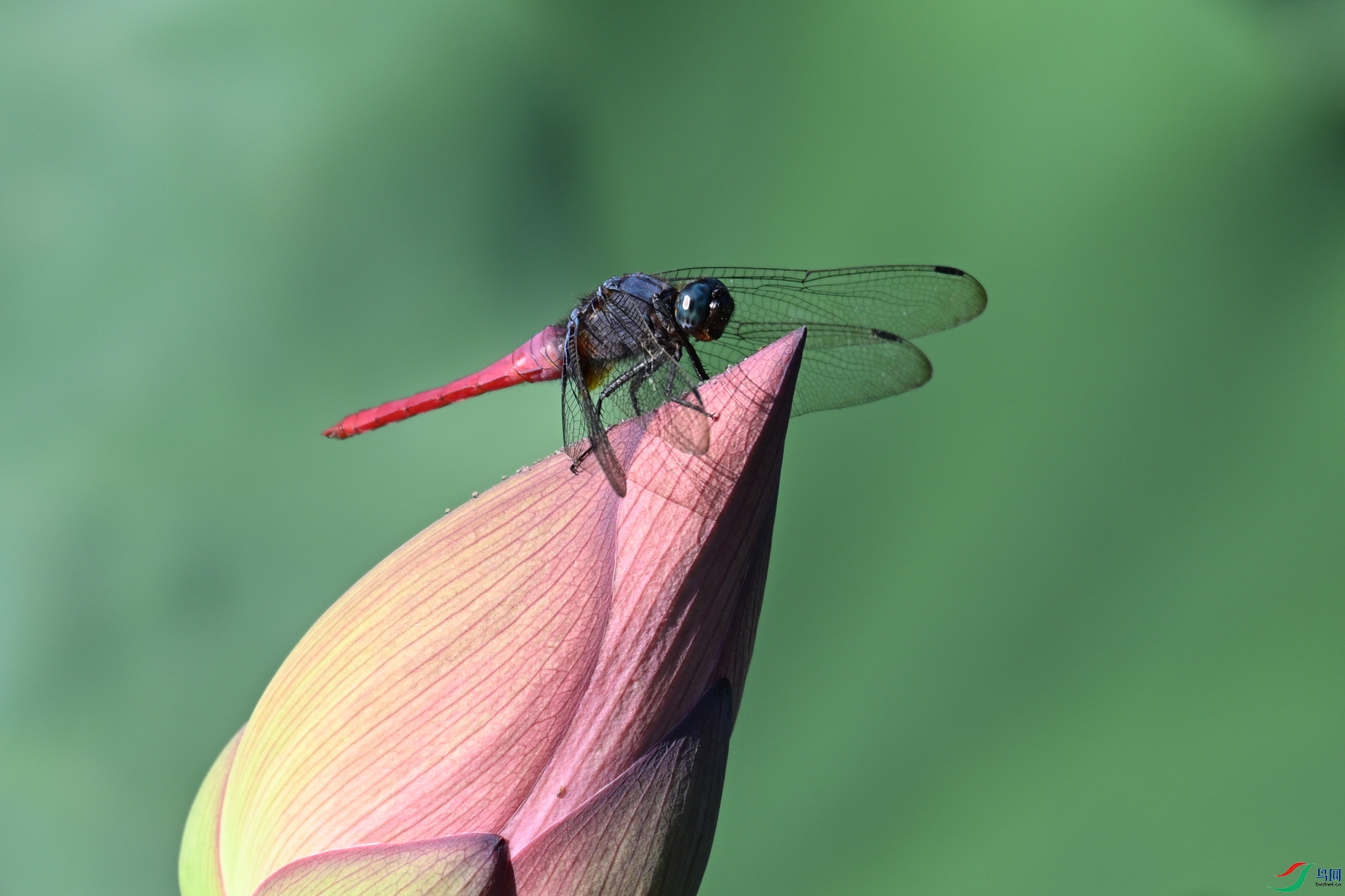 DSC_4232.JPG