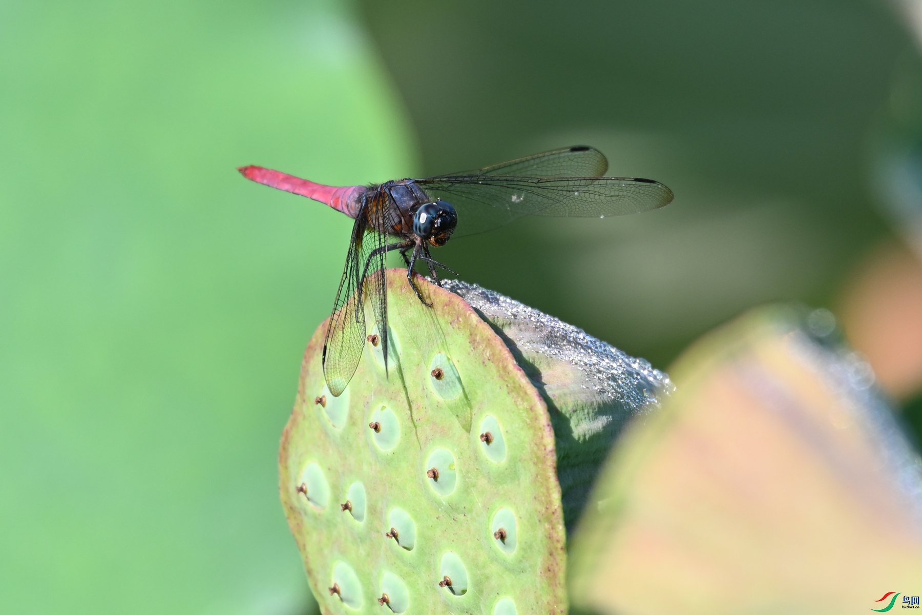 DSC_4235.JPG