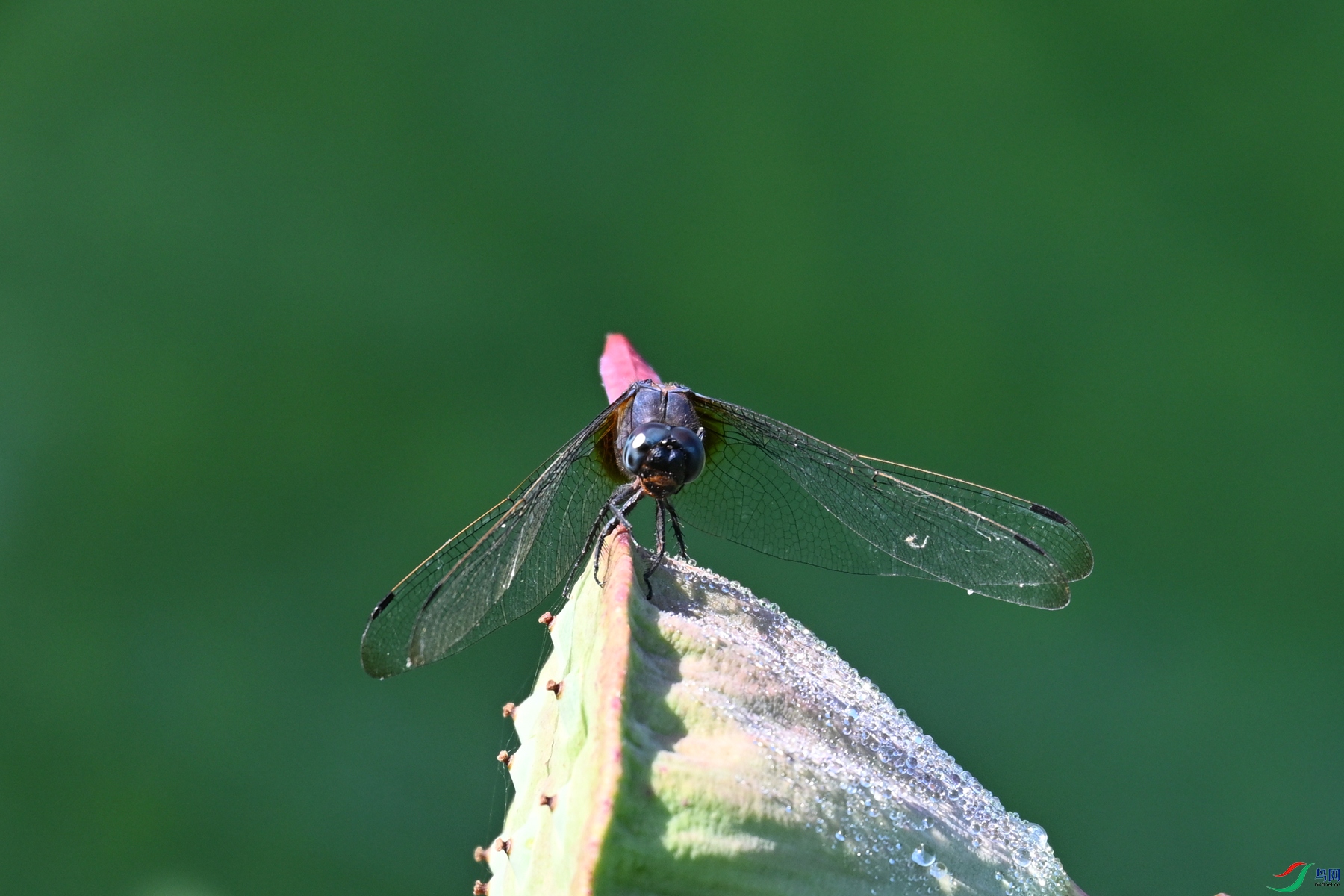 DSC_4239.JPG