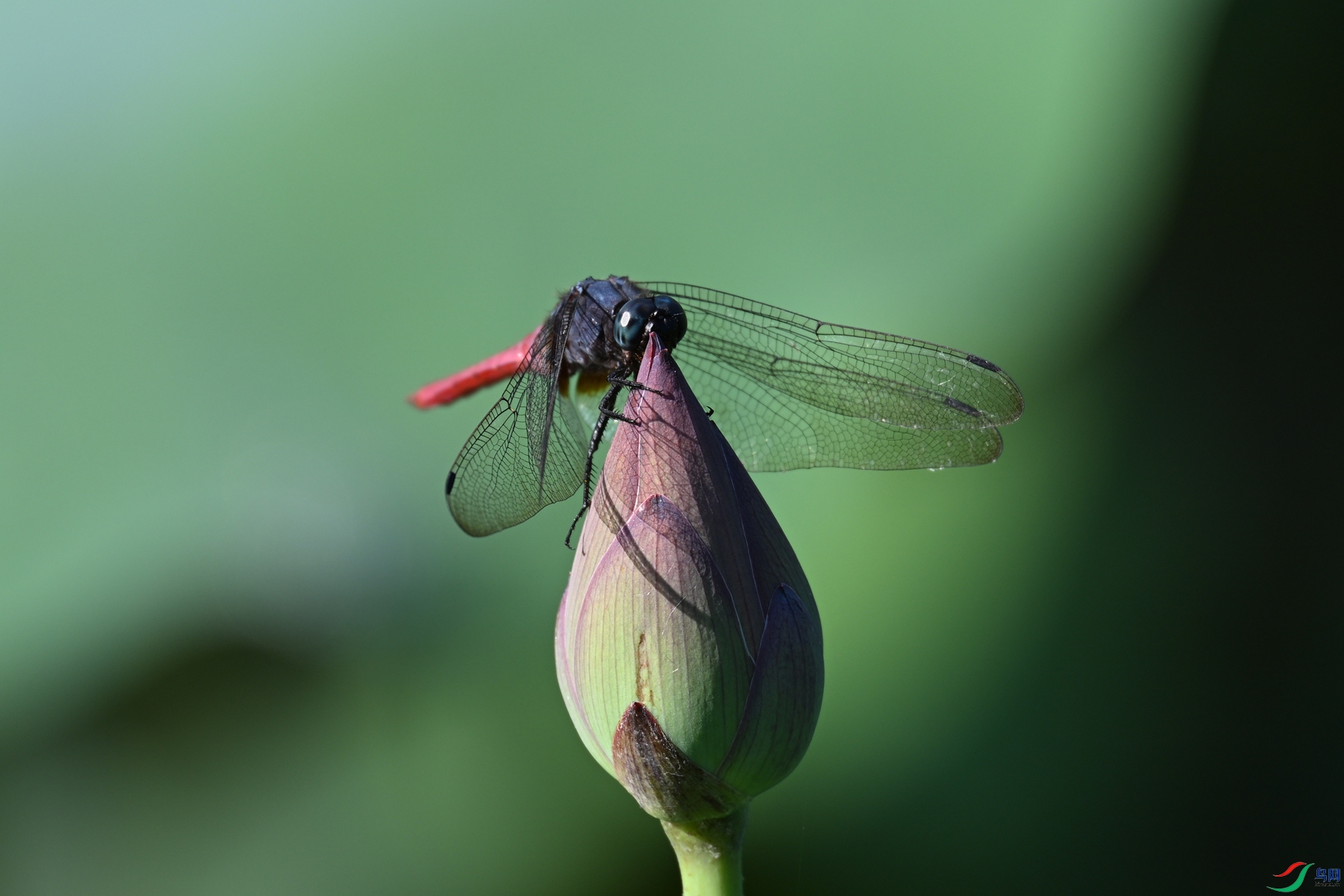 DSC_4210.JPG